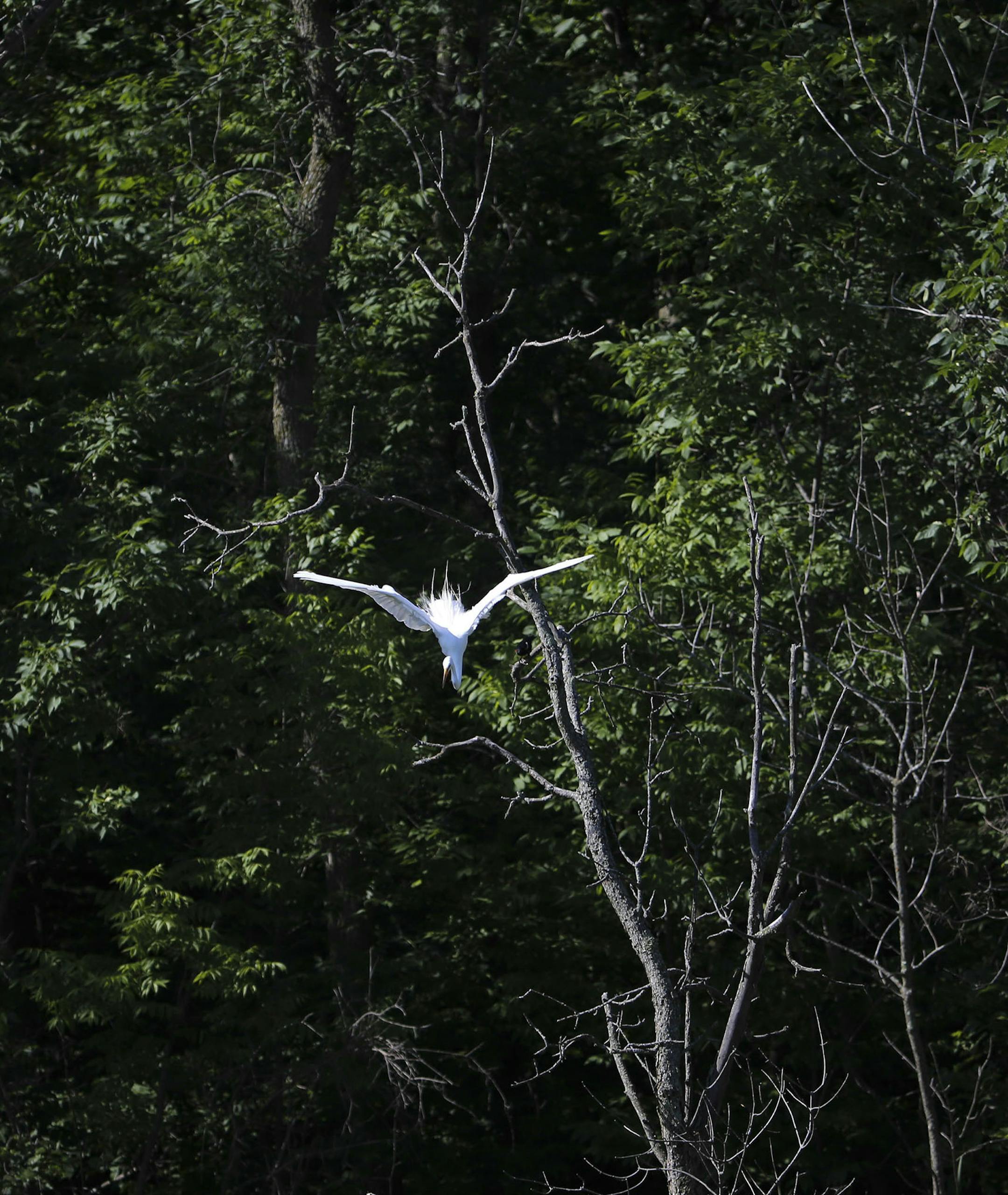 An egret dives from a tree towards an unknown prey in the water below Tuesday, June 24, 2014, at the Columbus Lake Conservation Area near Forest Lake, MN.] (DAVIDJOLES/STARTRIBUNE) djoles@startribune. Eagles soar, deer graze and turkeys waddle around one of the newest and most prized pieces of wetland, woods and prairie habitat bought with state Legacy Amendment funds in northeastern Anoka County. The 258-acre chunk of wilderness, now called the Columbus Lake Conservation Area, is a key link in
