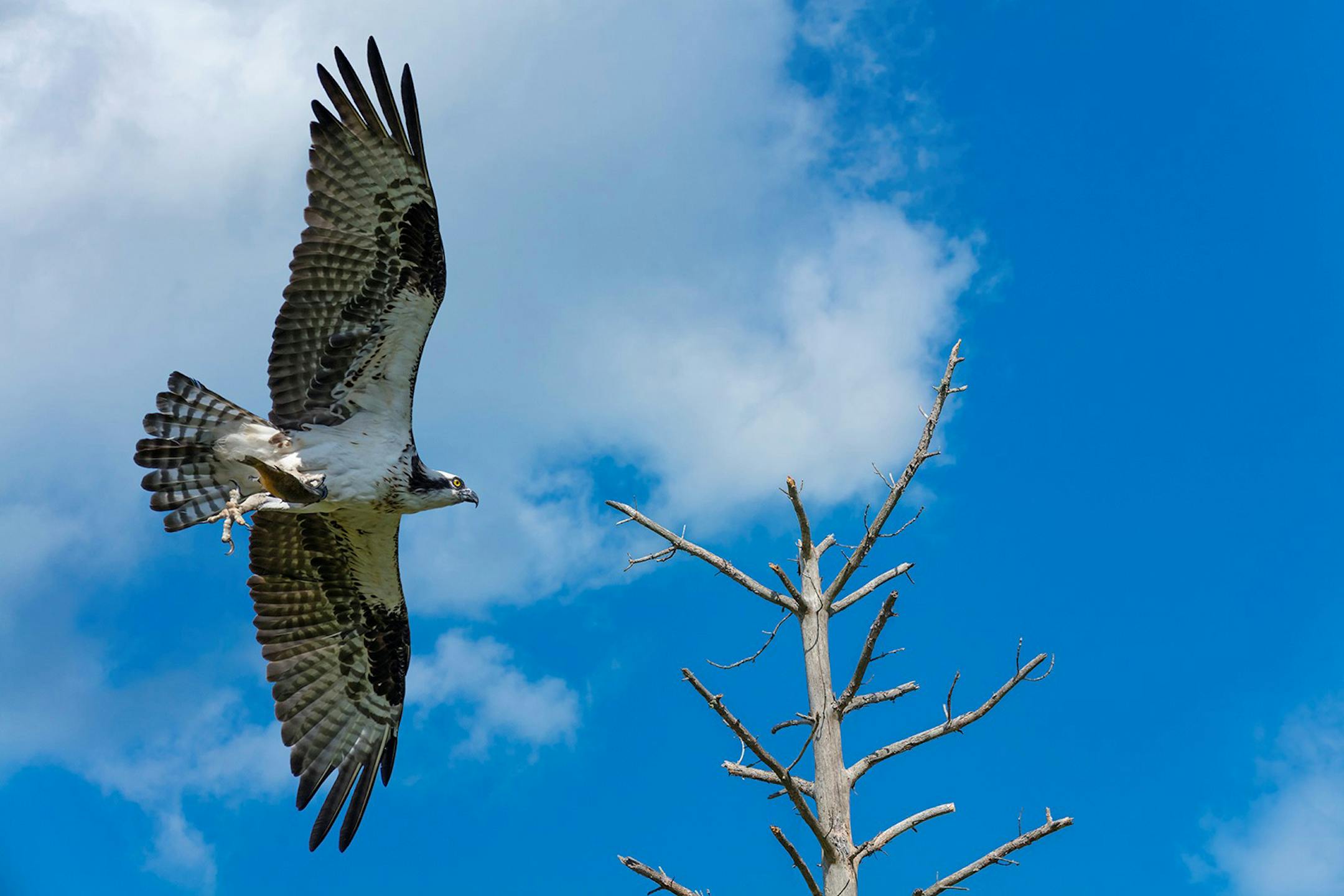 Osprey with a sunfish.