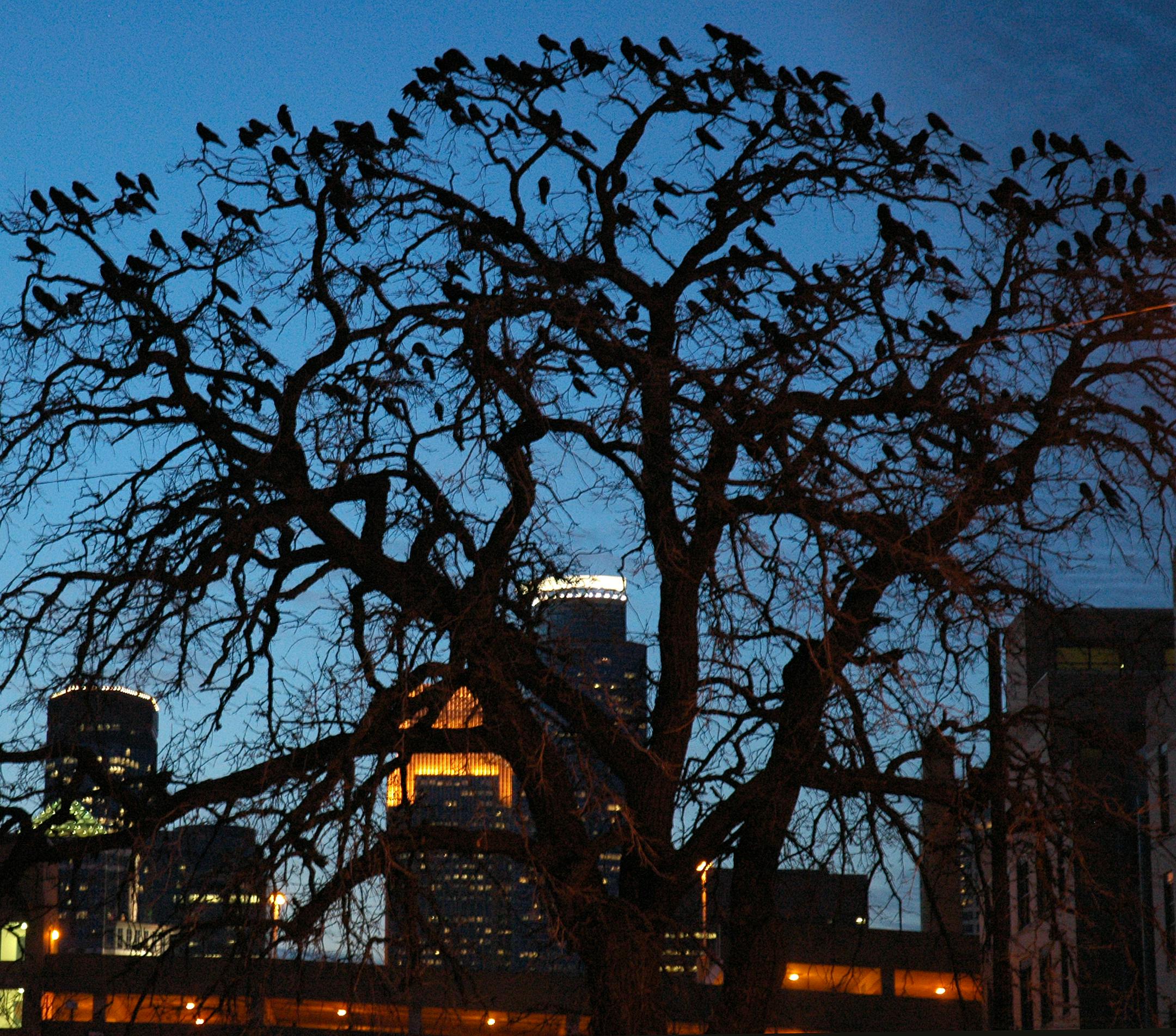 Crows congregate in a tree near downtown Minneapolis.