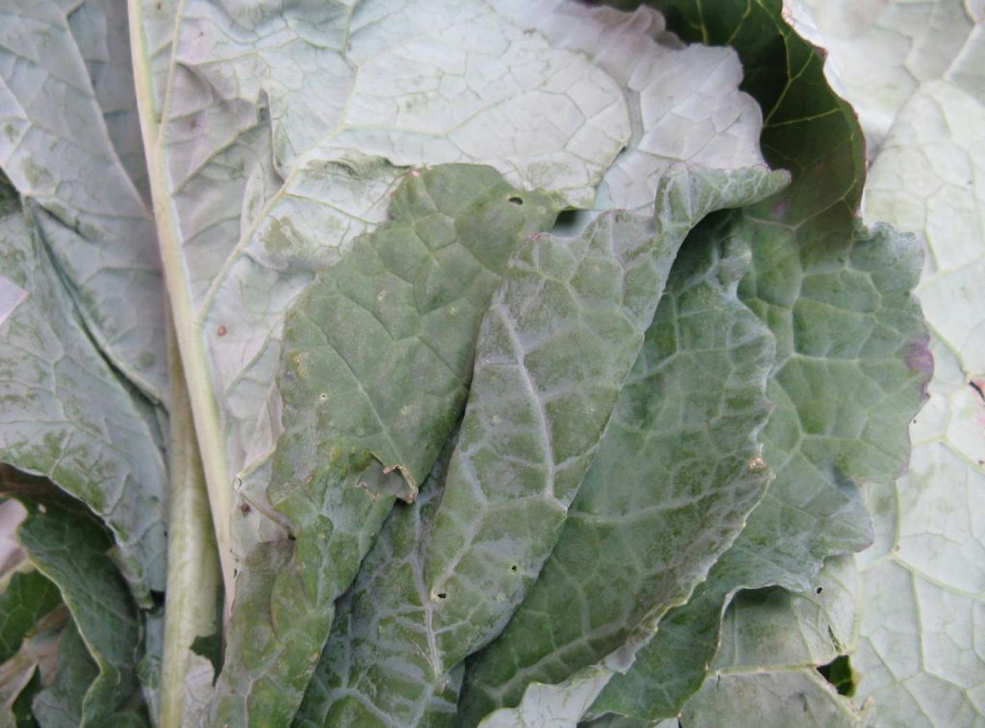 Collard greens from Dawn2Dusk Gardens at the Mill City Farmers Market.