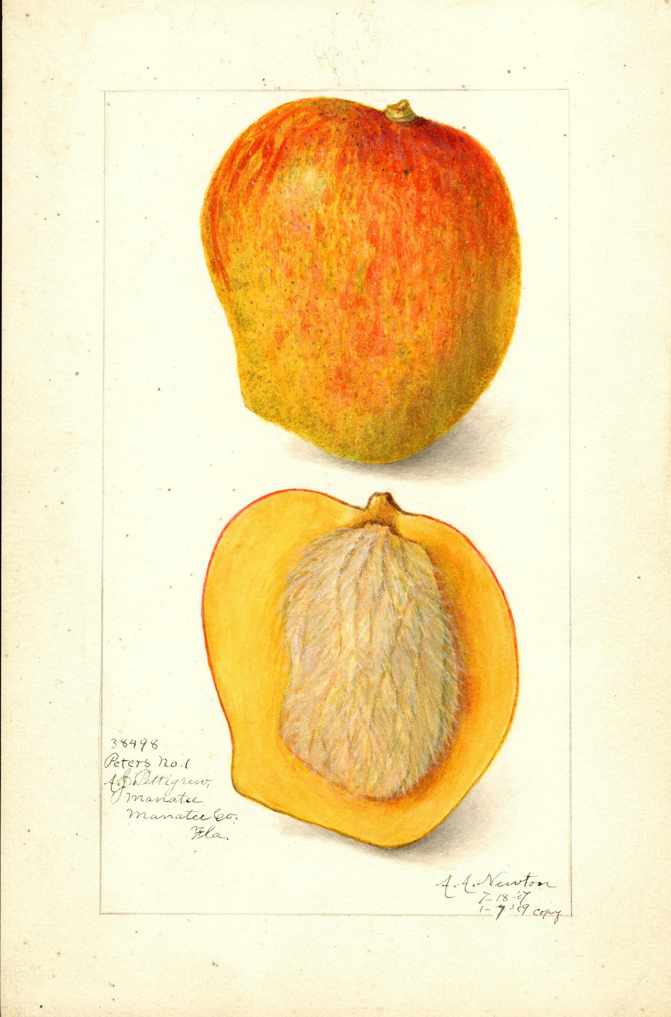 Watercolors showing fruit that was introduced to America by David Fairchild were commissioned by the U.S. Department of Agriculture between 1899 and 1919. Pictured: Peters No. 1 Mango Manglifera Indica, 1909. (Handout) ORG XMIT: 1225423