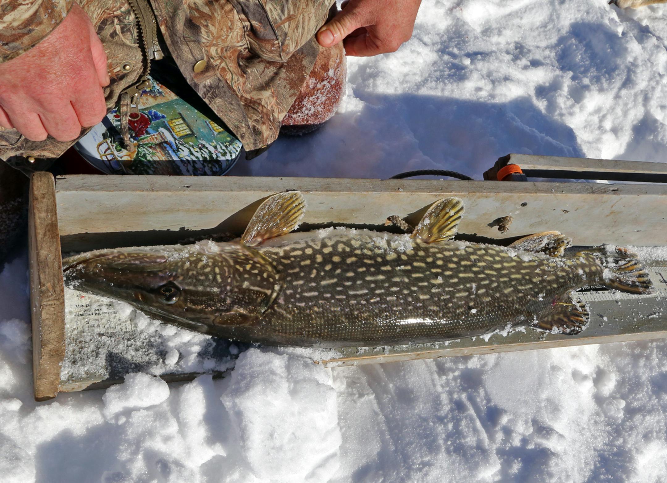 Each fish is measured and identified by its tag. Many fish caught by Dallas Hudson, Steve Bayman and others who fish the lake have been caught and tagged repeatedly.