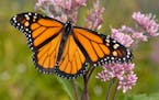 Monarch butterfly, the focus of a tagging effort at the Minnesota state parks.