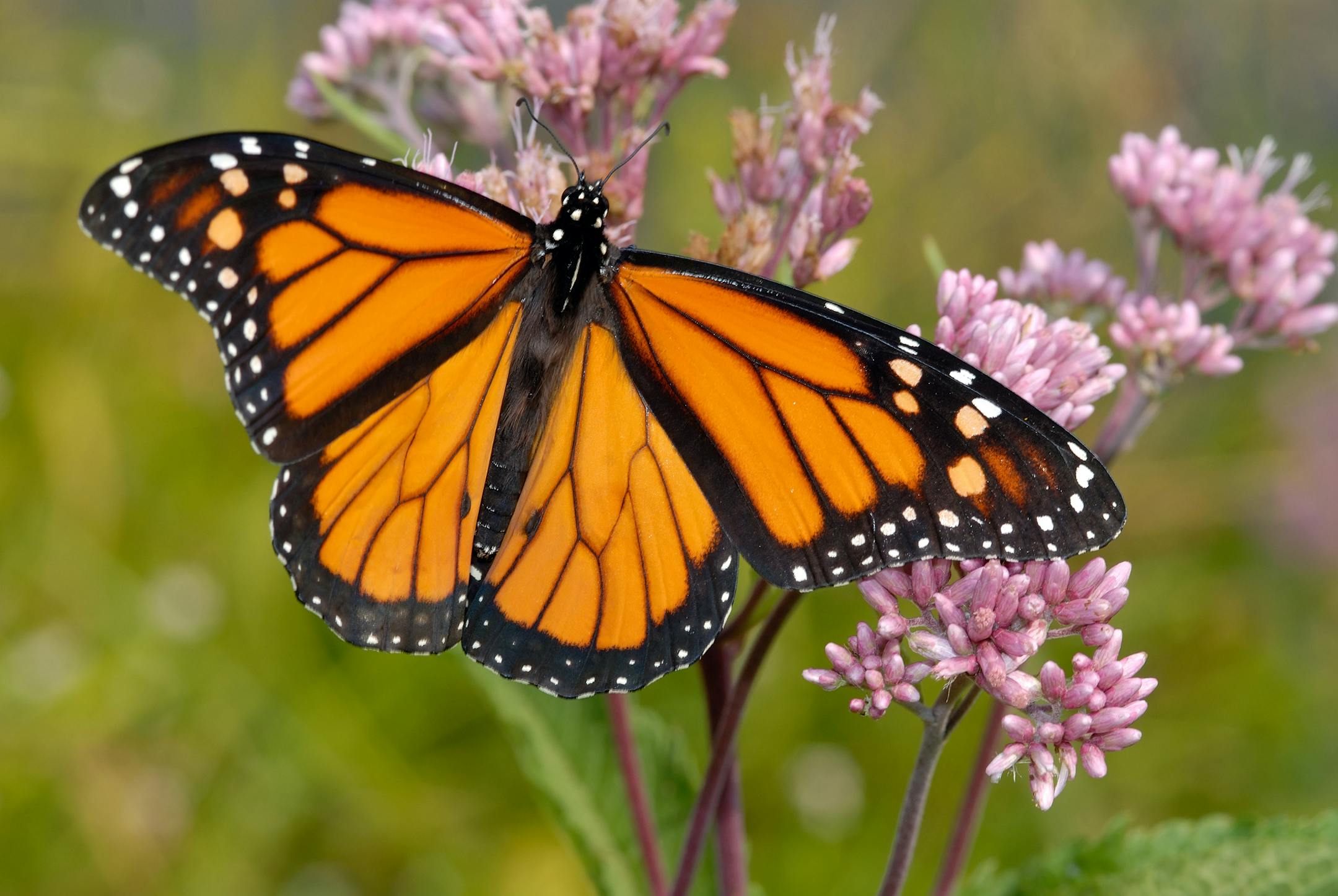 Monarch butterfly, the focus of a tagging effort at the Minnesota state parks.