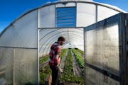 Andrew Hanson-Pierre opens the door of his outdoor greenhouse where he grows various salad greens that he and wife Margaret Hanson-Pierre sell at farm