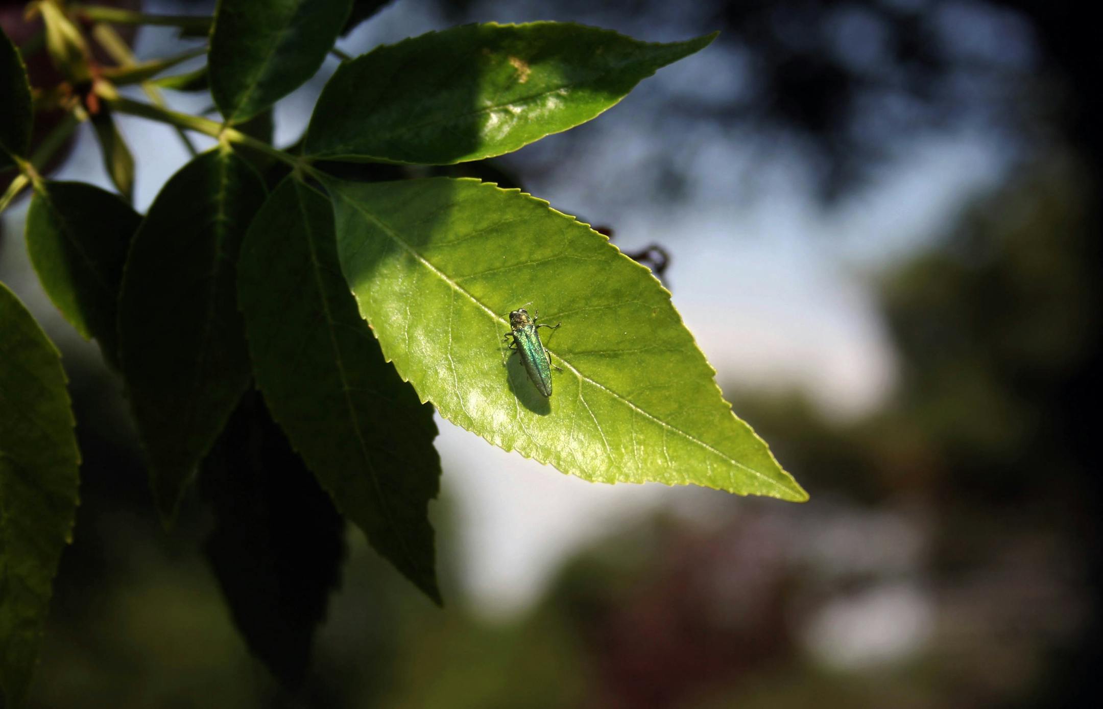 (NYT36) LILY LAKE, Ill. -- June 24, 2006 -- ASH-BORER-INFESTATION-3 -- An emerald ash borer beetle is pictured in Lily Lake, Ill., on June 14, 2006. Officials are trying to identify the size and scope of an infestation they fear could destroy many of the roughly 131 million ash trees in this state, and perhaps more elsewhere. (Kenneth Dickerman/The New York Times) ORG XMIT: NYT36