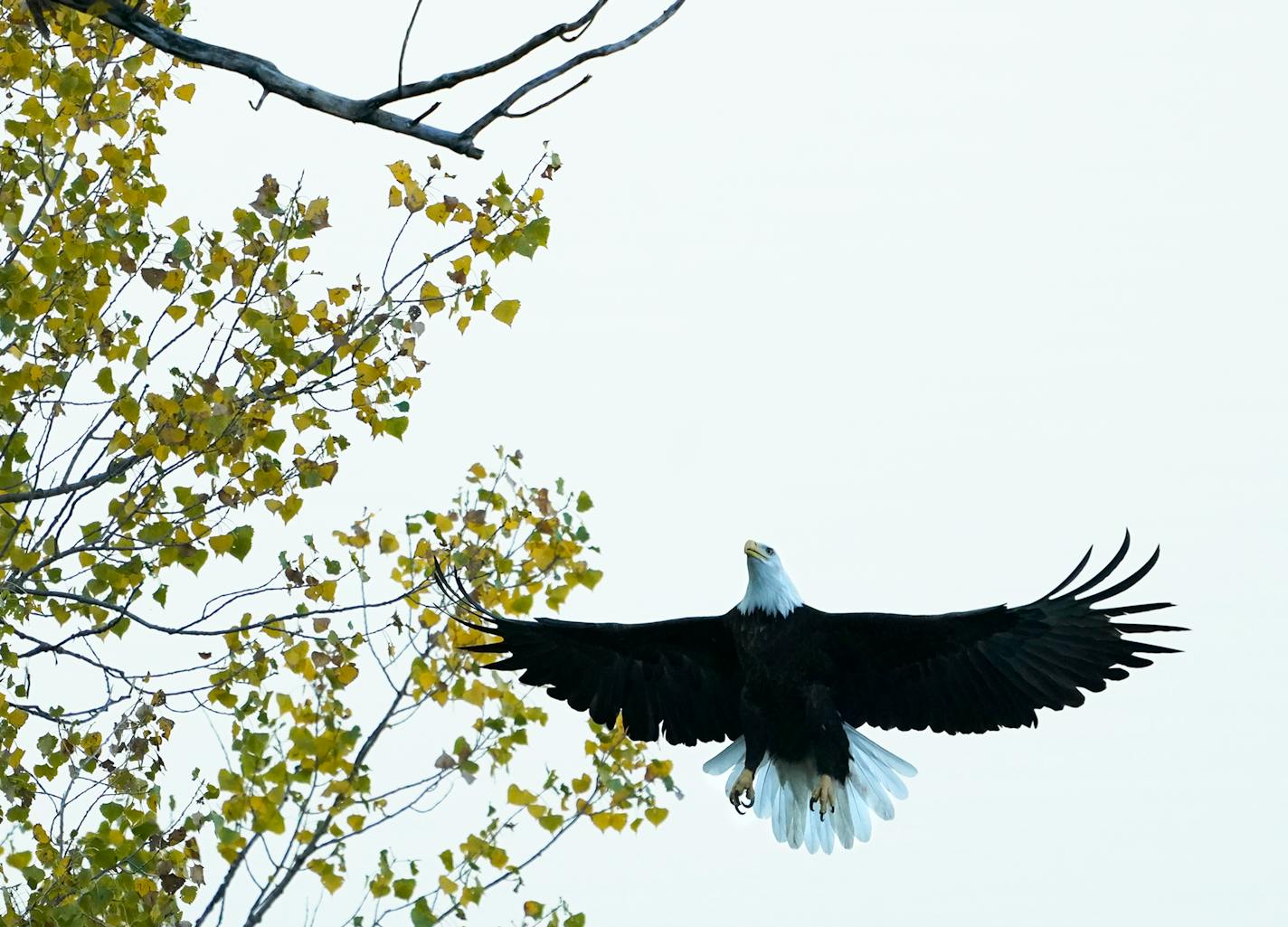 Seen from the Lake Street Bridge, a bald eagle returned to a tree after an unsuccessful fishing trip in the Mississippi River Tuesday in Minneapolis. ]