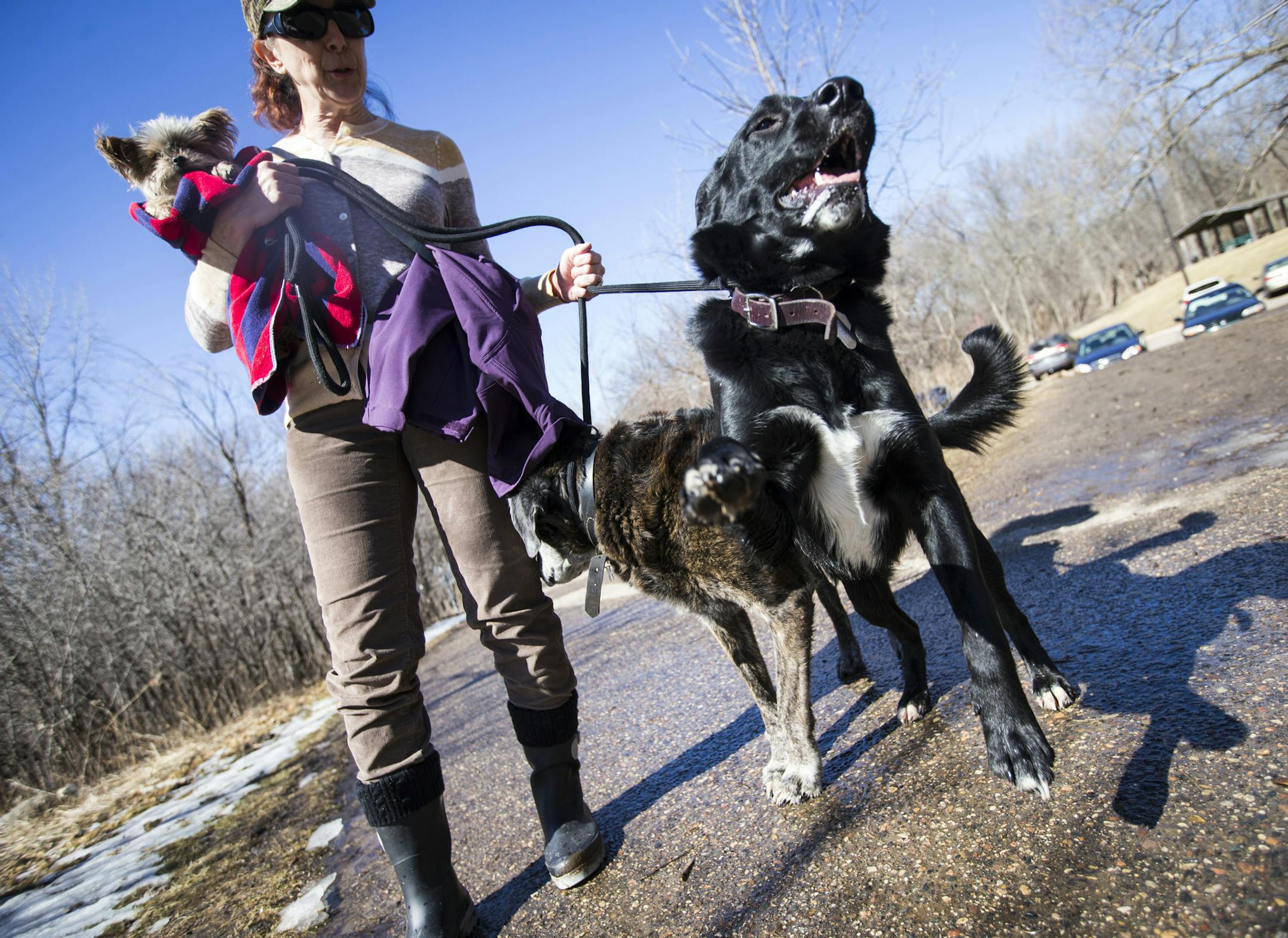 Nancy Bologna's dog Vegas got excited as she walked him and her other dogs Tessa and Dylan at Purgatory Park in Minnetonka, Minn., on Tuesday, March 10, 2015. ] RENEE JONES SCHNEIDER • reneejones@startribune.com