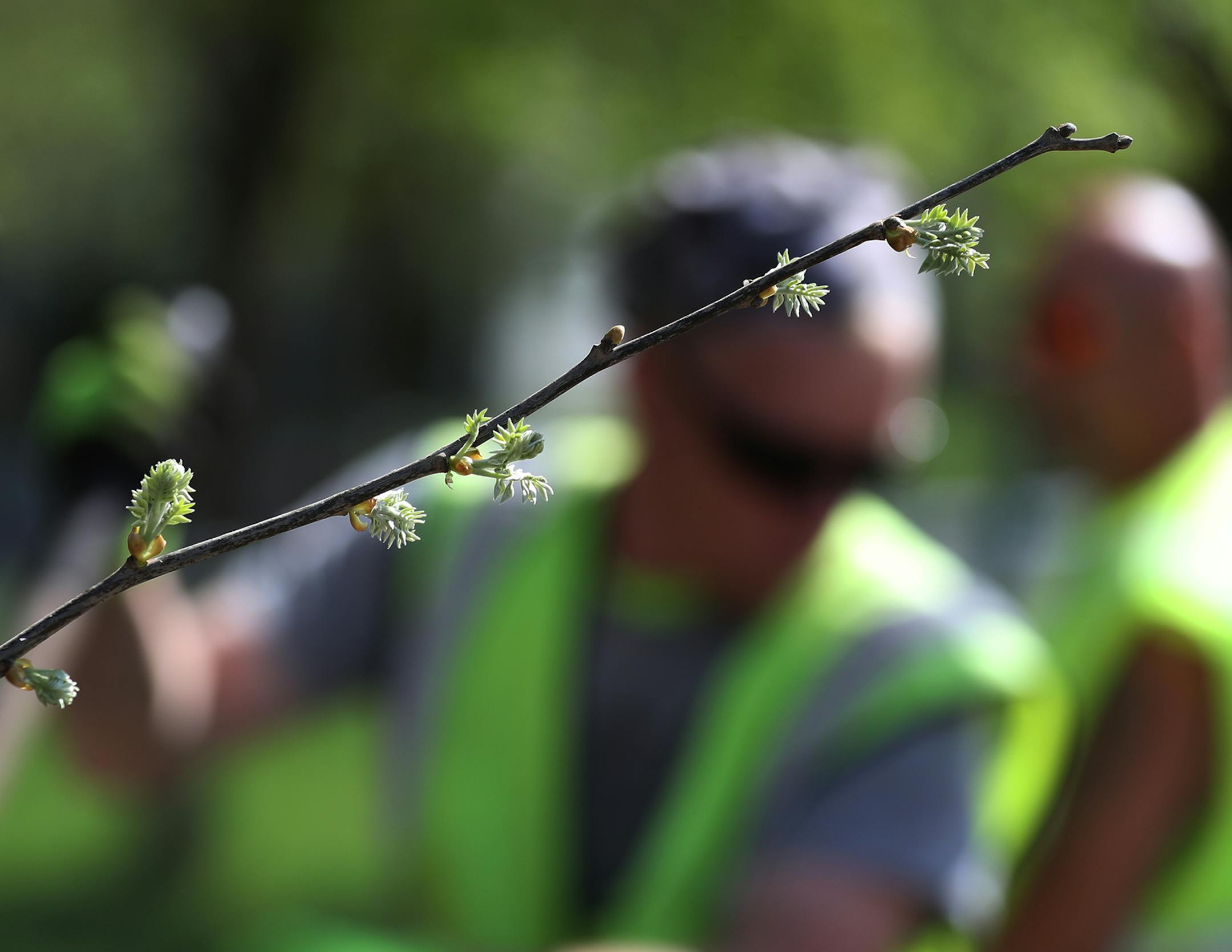 Folks from the Minneapolis Park Board foresty department are scrambling to plant 8,000 new trees. Here, leaves sprout from young tree buds where Minneapolis Park Board employees were planting trees along 26th Avenue near Emerson Ave. N. Thursday, May 10, 2018, in North Minneapolis, MN.] DAVID JOLES ï david.joles@startribune.com It's crunch time. The Minneapolis Park Board's forestry department is scrambling to plant 8,000 new trees across the city after the late winter snowstorm caused a de