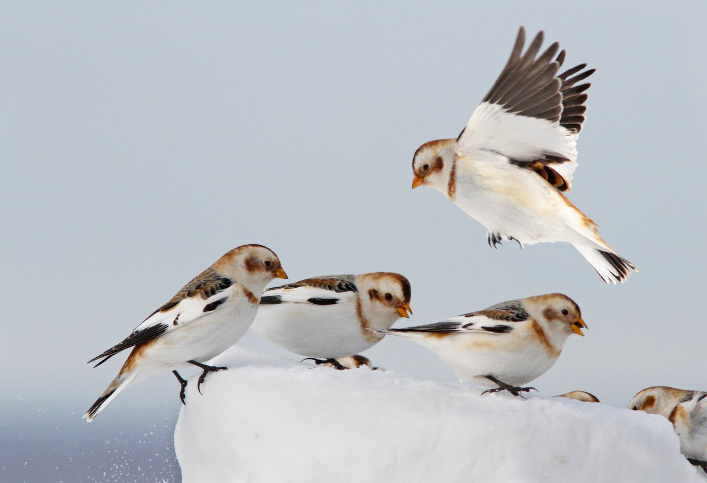 Snow Buntings (Plectrophenax nivalis) in flight