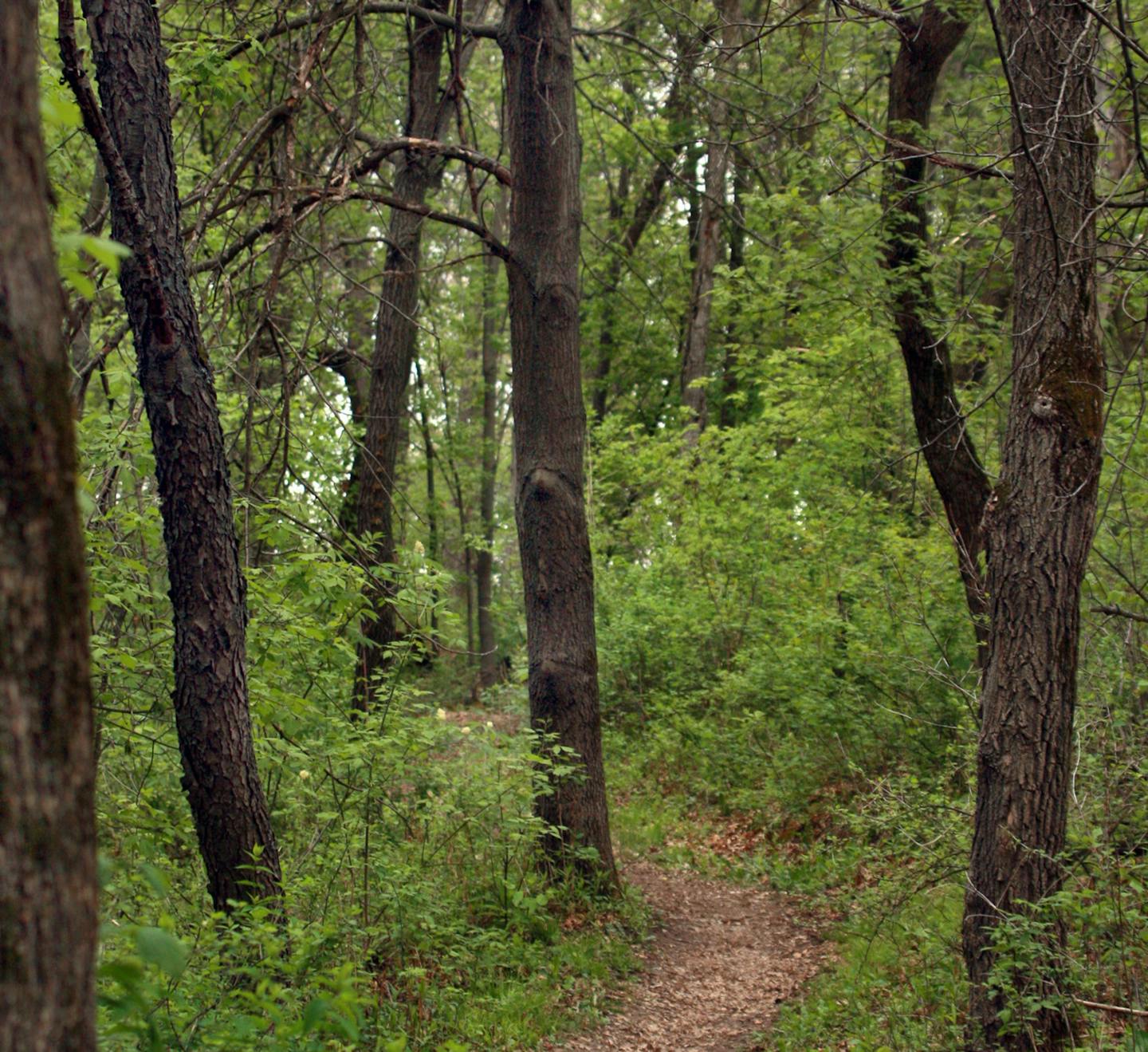 Trail at Spring Lake Park Reserve