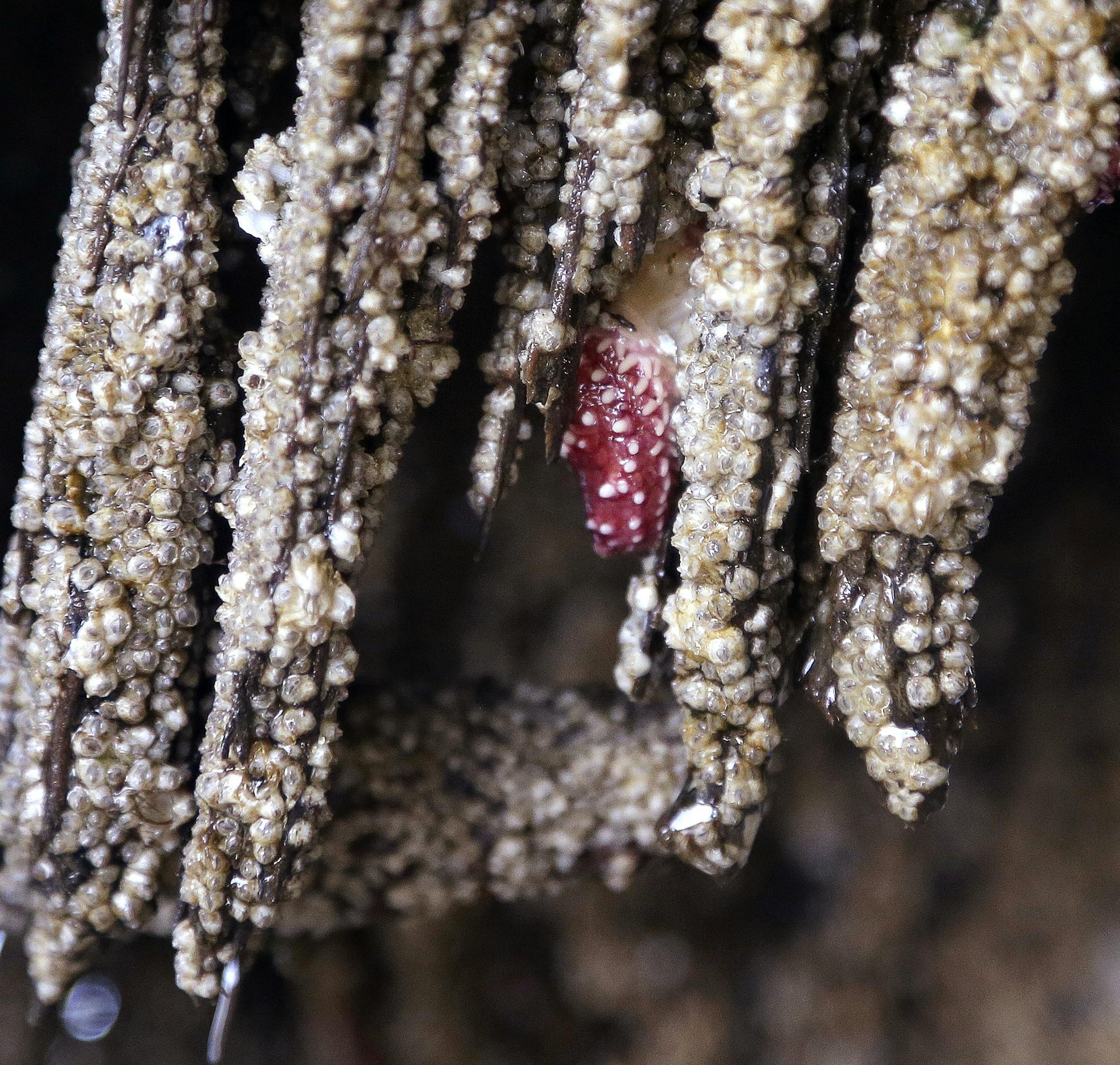 In this photo taken April 9, 2015, a baby sea star clings inside a rotting post and nestled against tiny barnacles on Washington’s Hood Canal near Poulsbo, Wash. Researchers say that there’s evidence that juvenile sea stars, while not entirely immune, may be less susceptible to a virus fingered as the likely culprit of the sea star wasting disease, a sickness that has devastated about 20 species of sea stars from Alaska to Baja California since it was first reported off the Washing