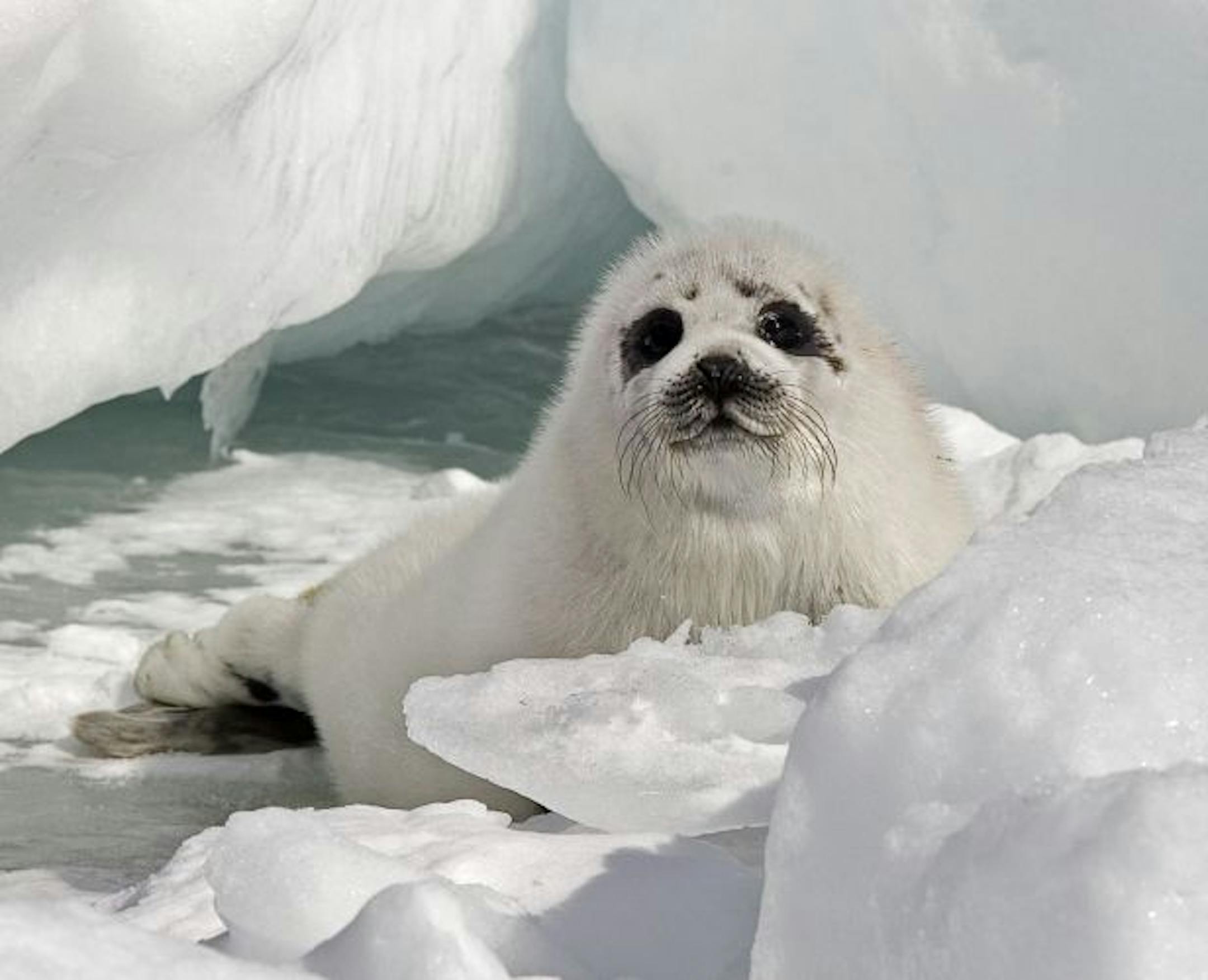A young harp seal rests on the ice floes during the annual East Coast seal hunt in the southern Gulf of St. Lawrence around Quebec's Iles de la Madeleine, Wednesday, March 25, 2009.