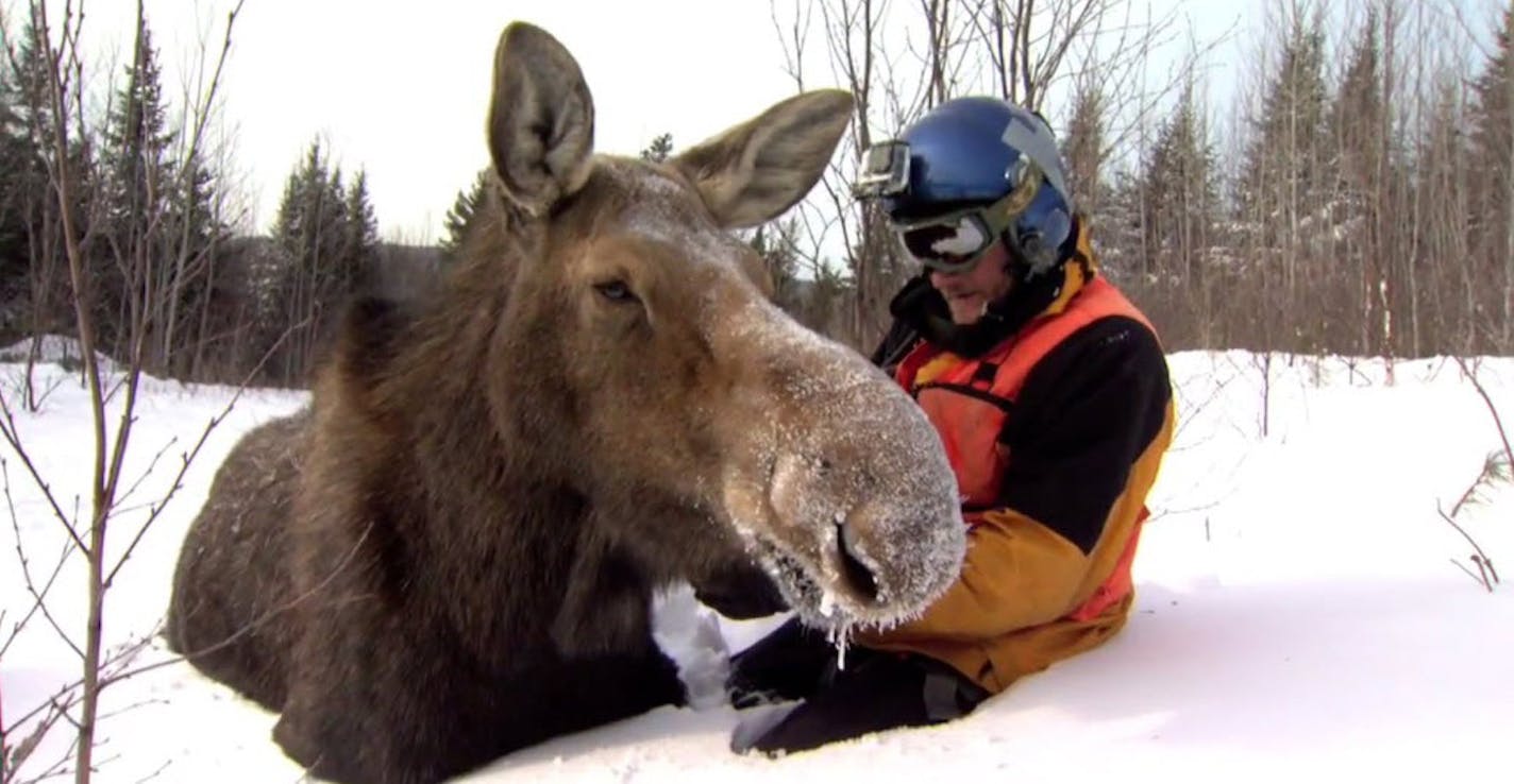 A member of a survey team from the Department of Natural Resources fitted a moose with a tracking collar. As the state's moose population plummets, the DNR launched the largest and most high-tech moose research effort, drawing attention around the globe.