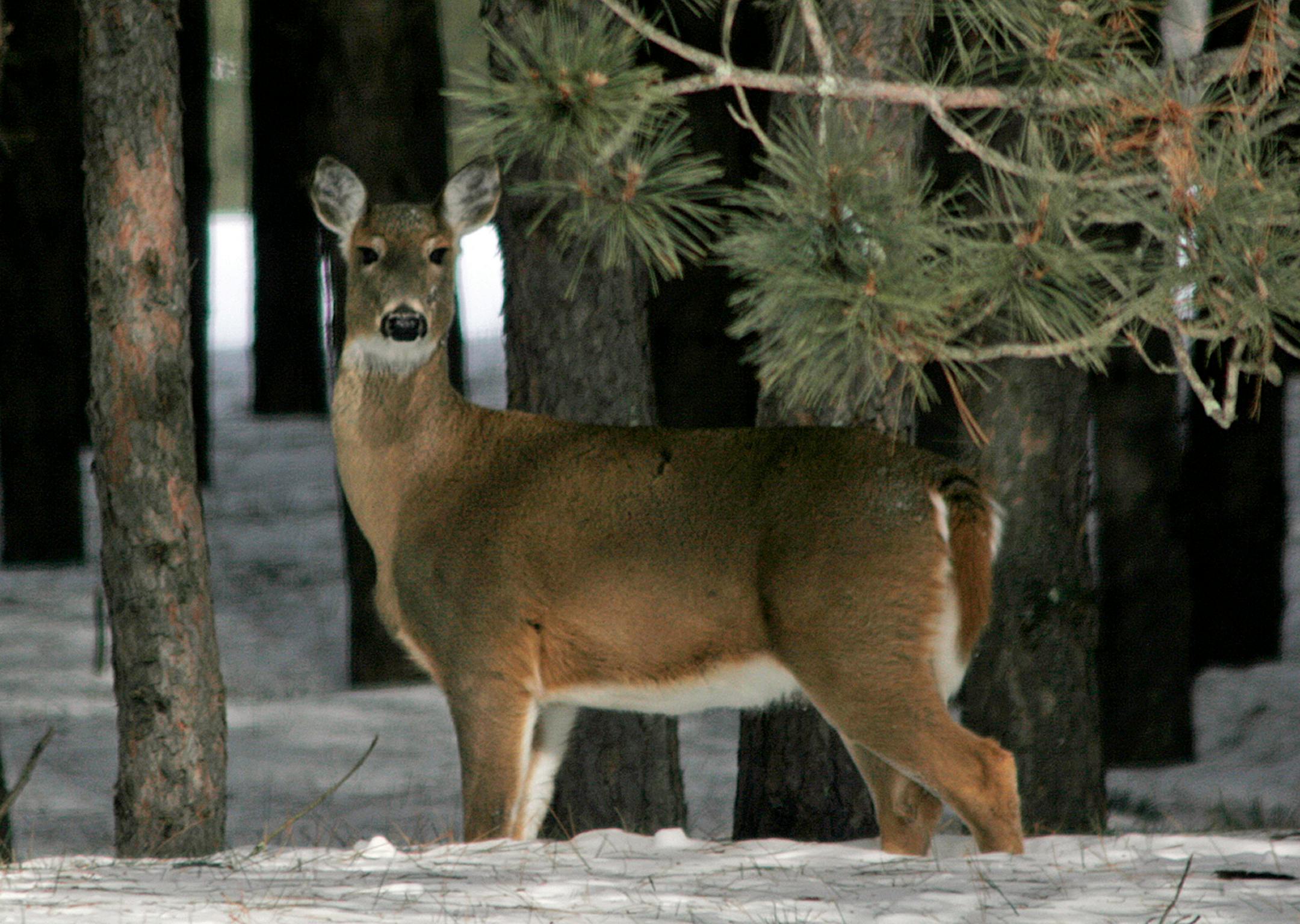 A deer near an area in Aitkin County where emergency deer feeding will occur.