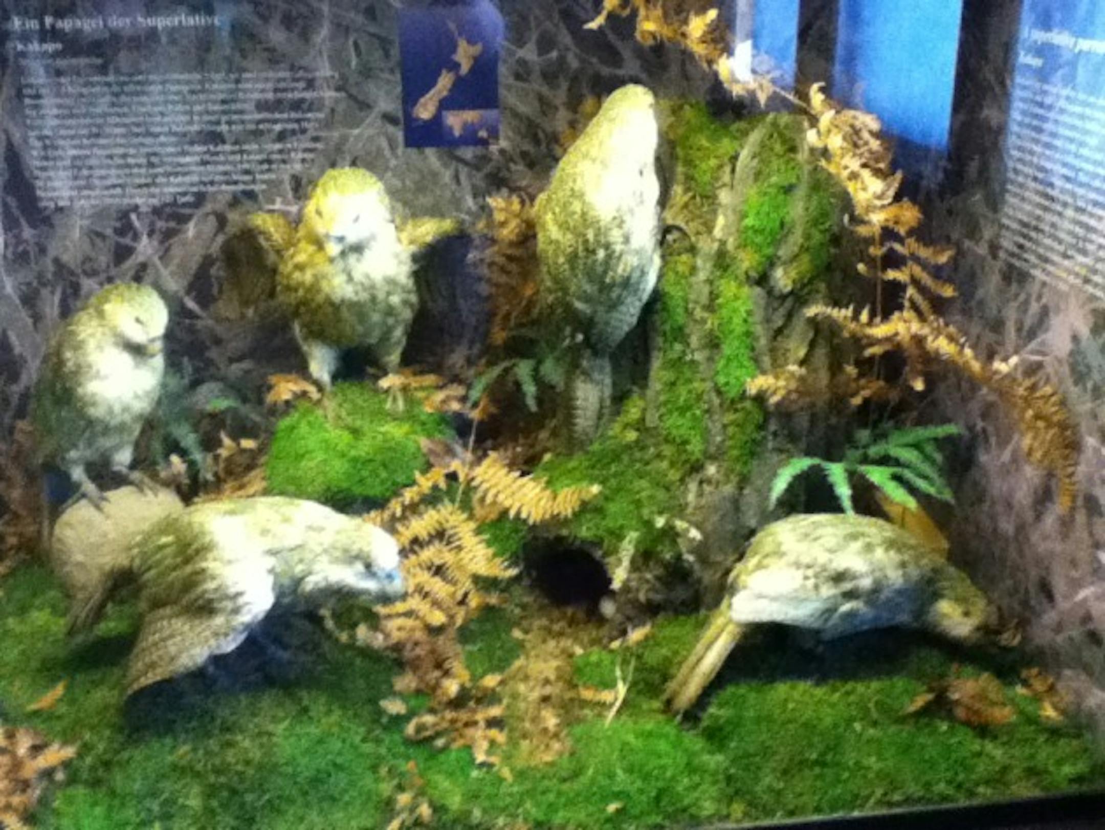 Endangered flightless parrots of New Zealand.