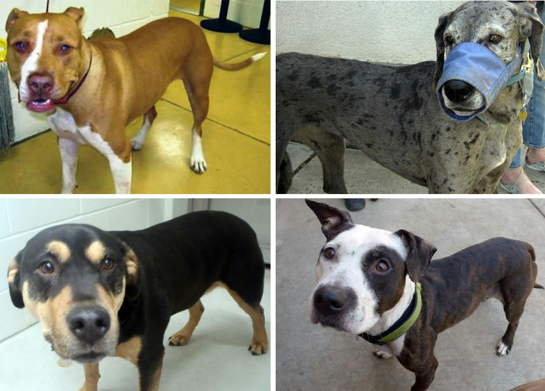 These dogs are all part of Minneapolis' 'dangerous interactive map.