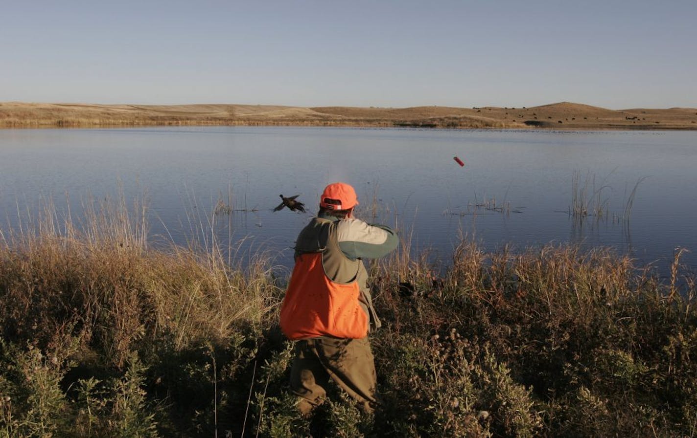 Tim McMullen of Delano fired his shotgun as a rooster pheasant flushed from the shoreline of a lake in north-central South Dakota last week. McMullen bagged the bird, one of 56 taken over 4½ days — not bad for a down year in the No. 1 pheasant hunting destination in the country.