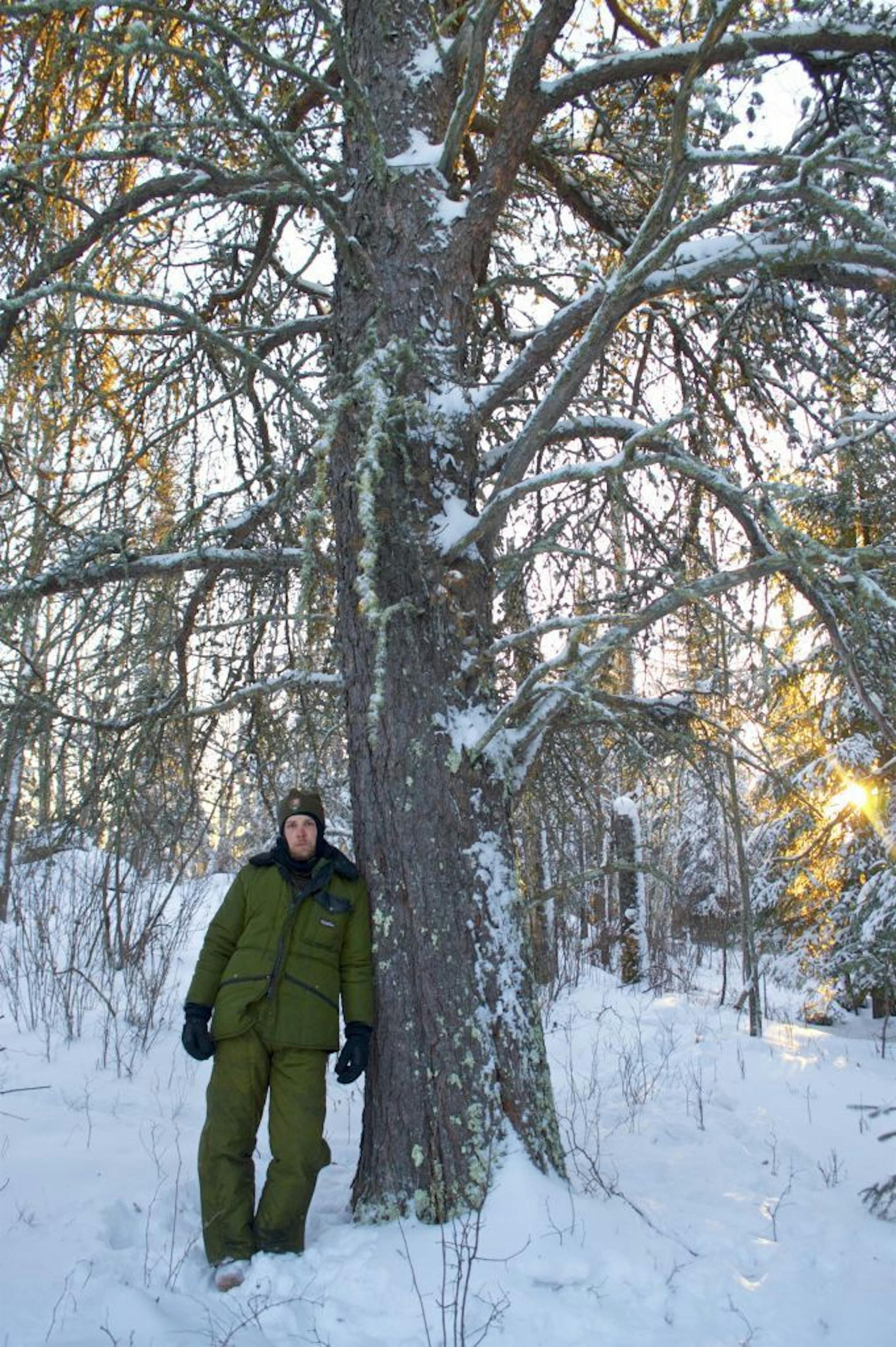 Austin Homkes, wolf researcher stands next to the largest Jack pine in the U.S. credit: Tom Gable