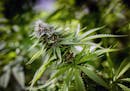 The medicinal chemicals are concentrated in the flowering buds of a cannabis plants. ] GLEN STUBBE * gstubbe@startribune.com Tuesday, May 5, 2015 The 