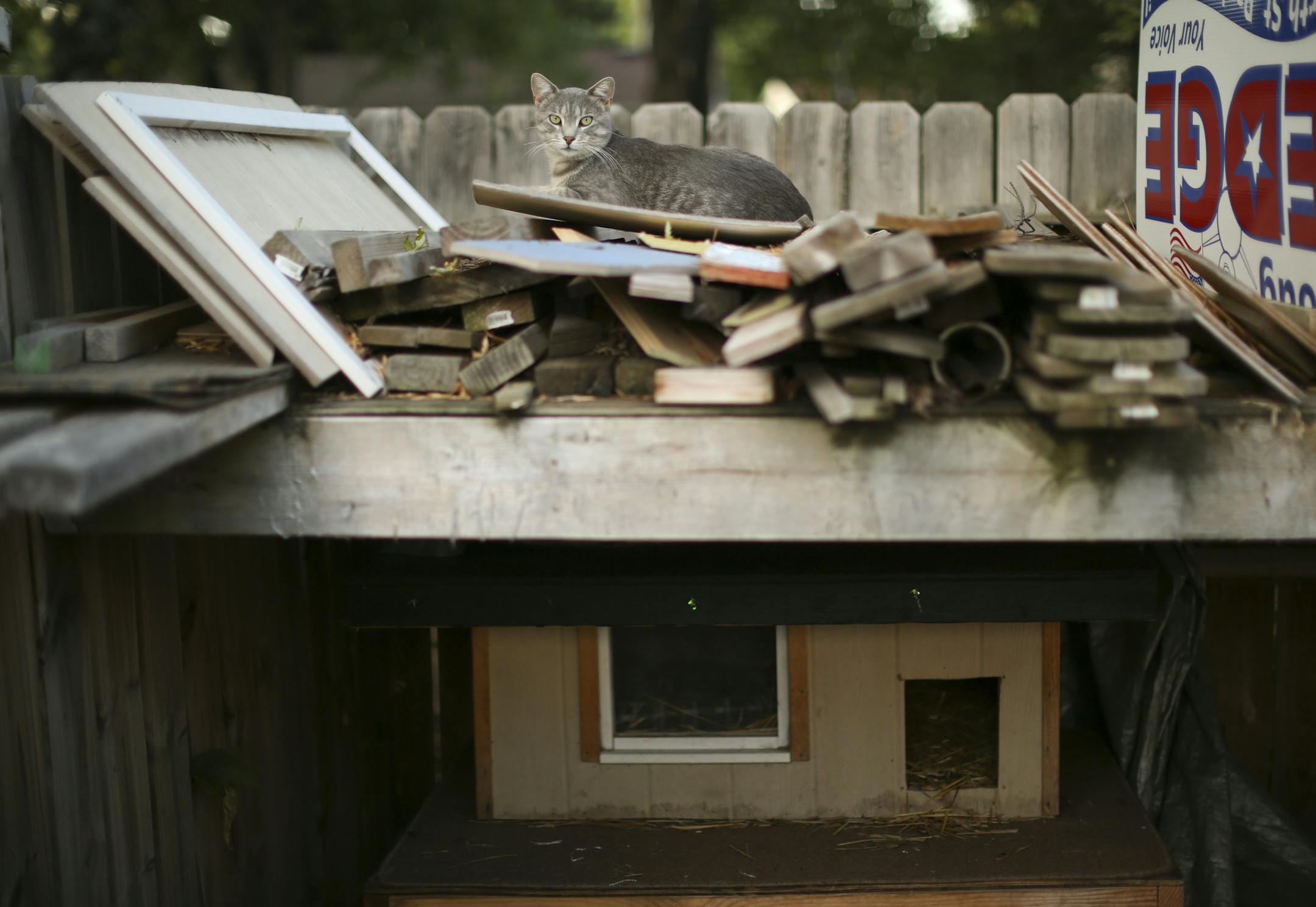 A member of the feral cat colony cared for by Annette and Doug Edge of North St. Paul, who both testified. Doug Edge said cities could take steps against cat owners to reduce the number of roaming felines.