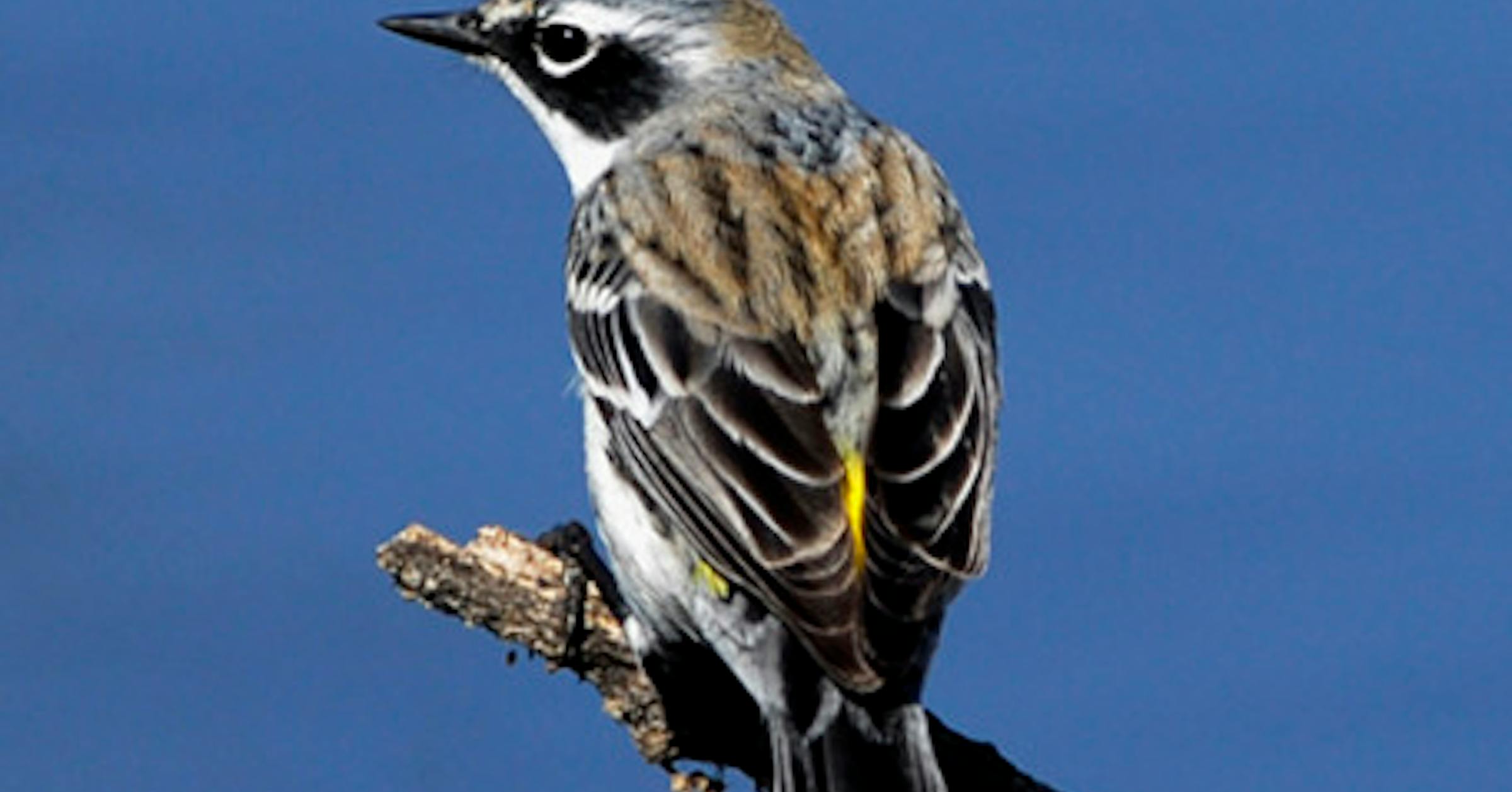 Yellow-rumps: early birds