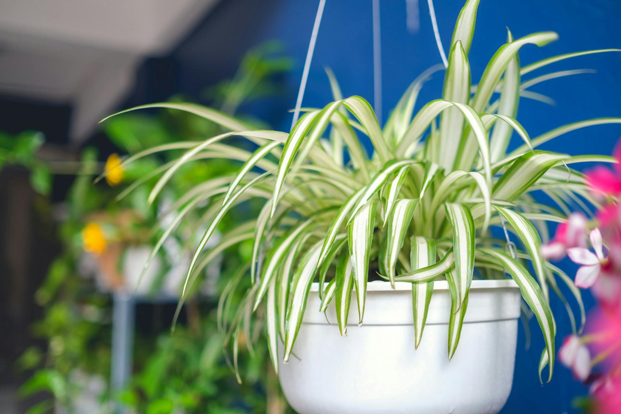 Spider plant in white hanging basket.