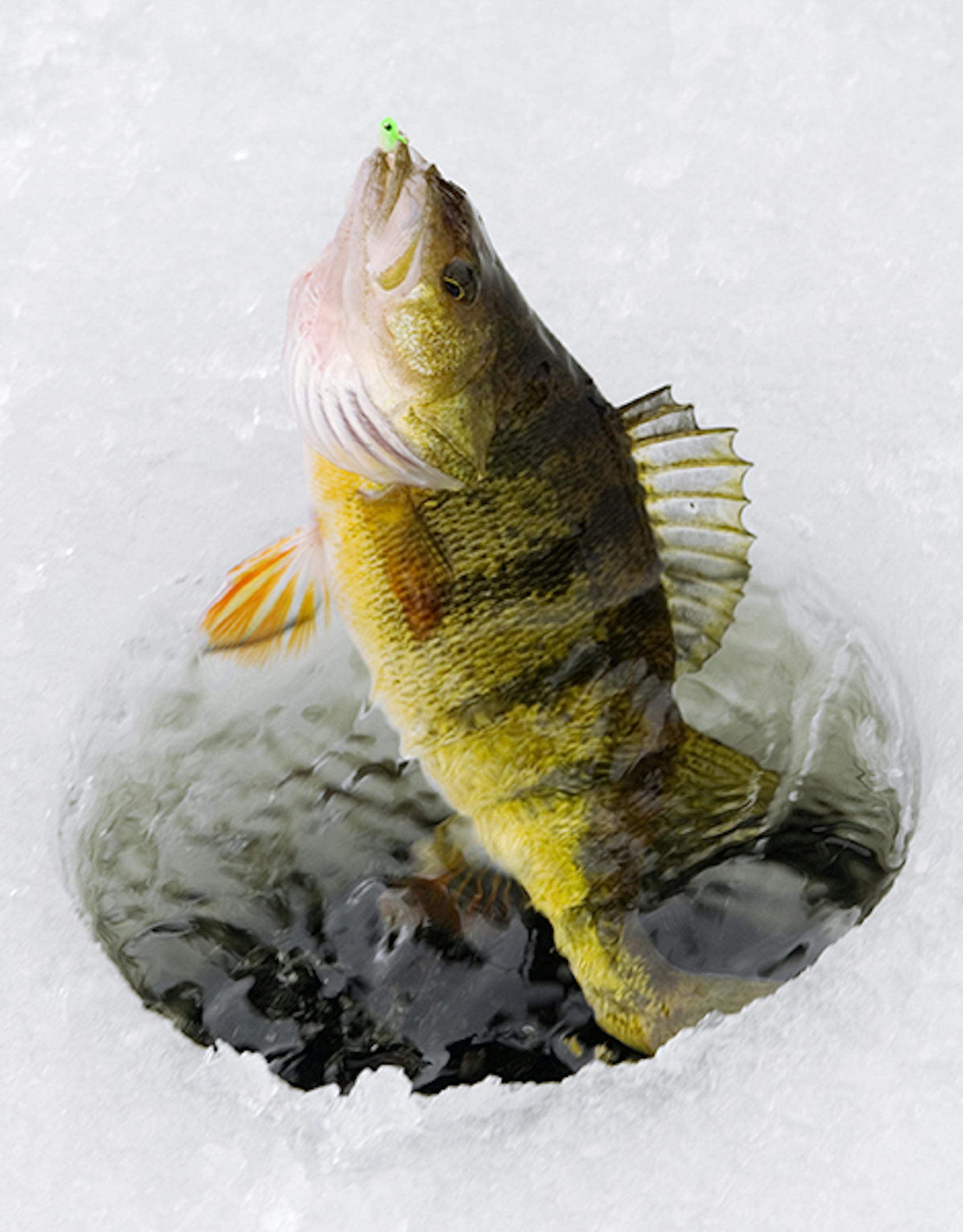 A yellow perch is being brought up through a hole in the ice during some winter fishing.