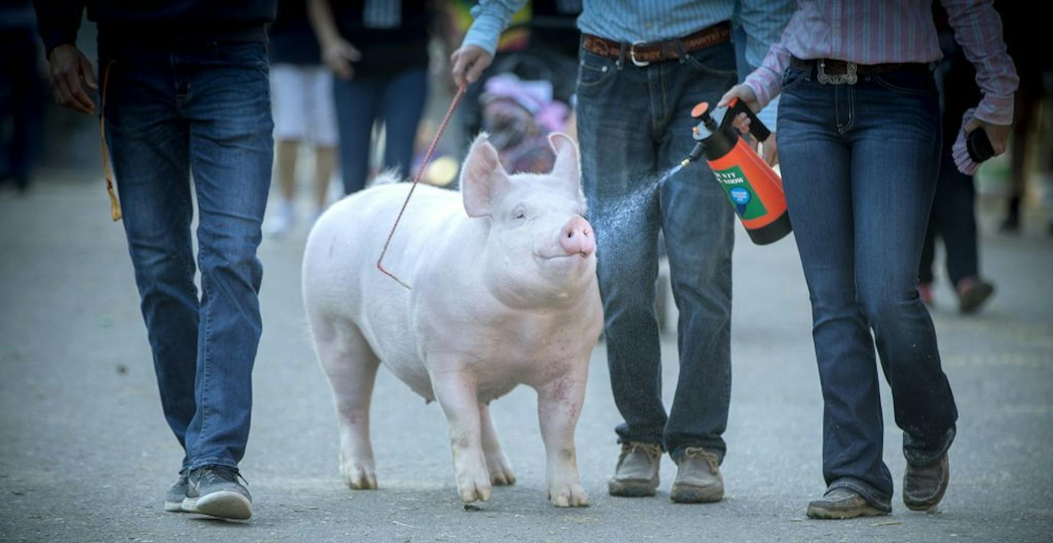 A winning pig is led to an arena to get its award during the last day of the Minnesota State Fair, Monday, September 4, 2017 in Falcon Heights, MN.