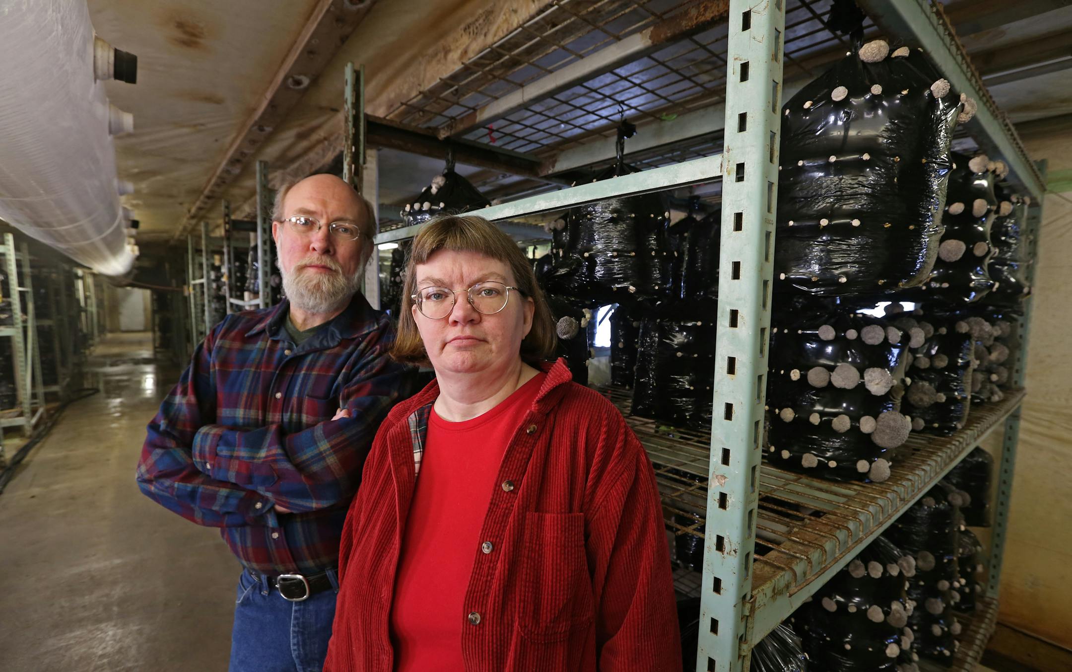 (left to right) Forest Mushrooms Kevin Doyle and Katy Doyle stood in the oyster mushroom growing room on 1/23/14. Small businesses are using MNsure to buy coverage for their employees, with mixed results. Forest Mushrooms of St. Joseph MN., grows mushrooms and sells them to grocery stores and restaurants. Katy Doyle is the office manager at Forest Mushrooms, who wrestled with MNsure, bought coverage, but then got left in limbo without insurance cards for workers.] Bruce Bisping/Star Tribune bbis