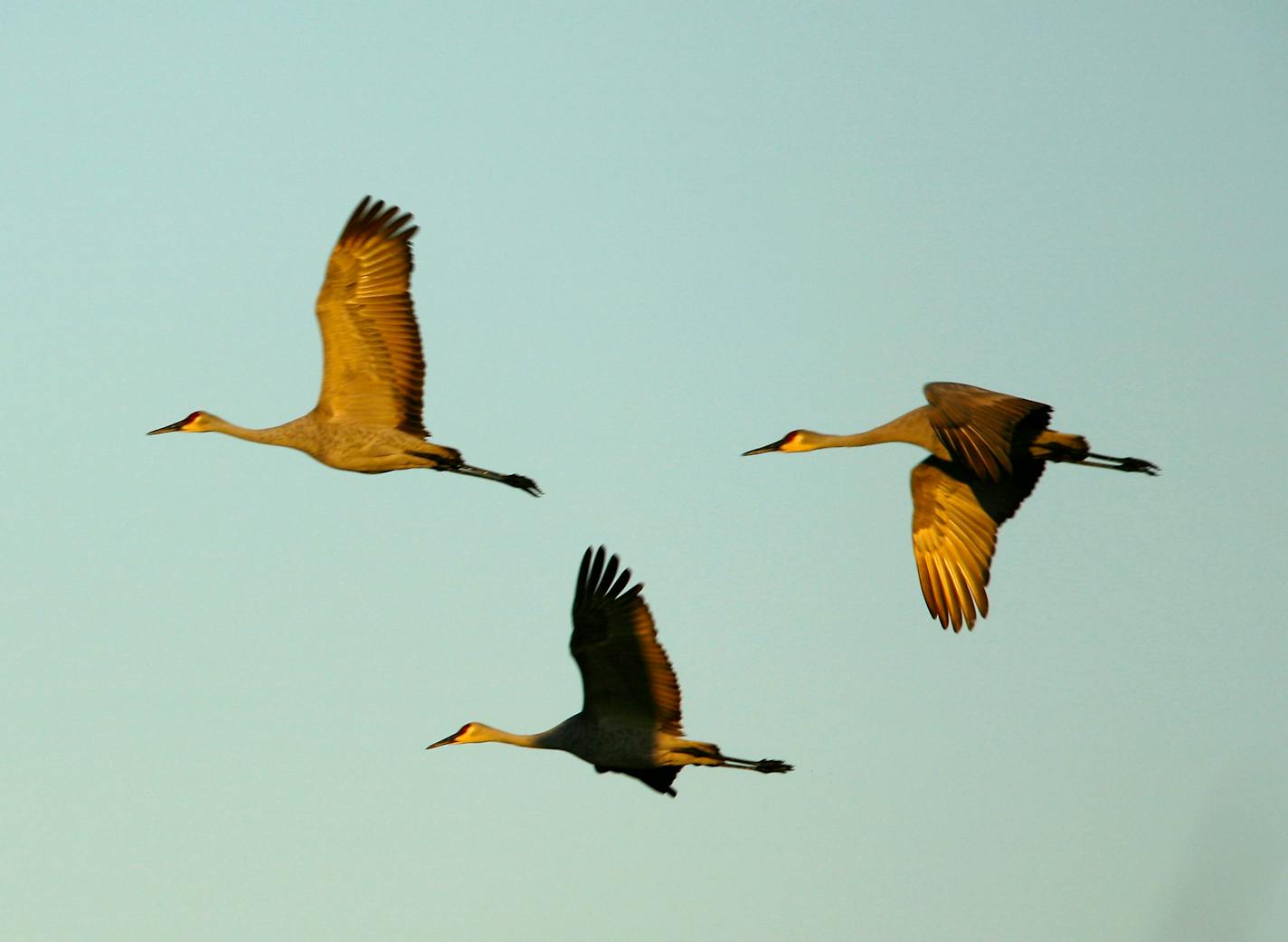 Sandhill cranes in flight/kittson county