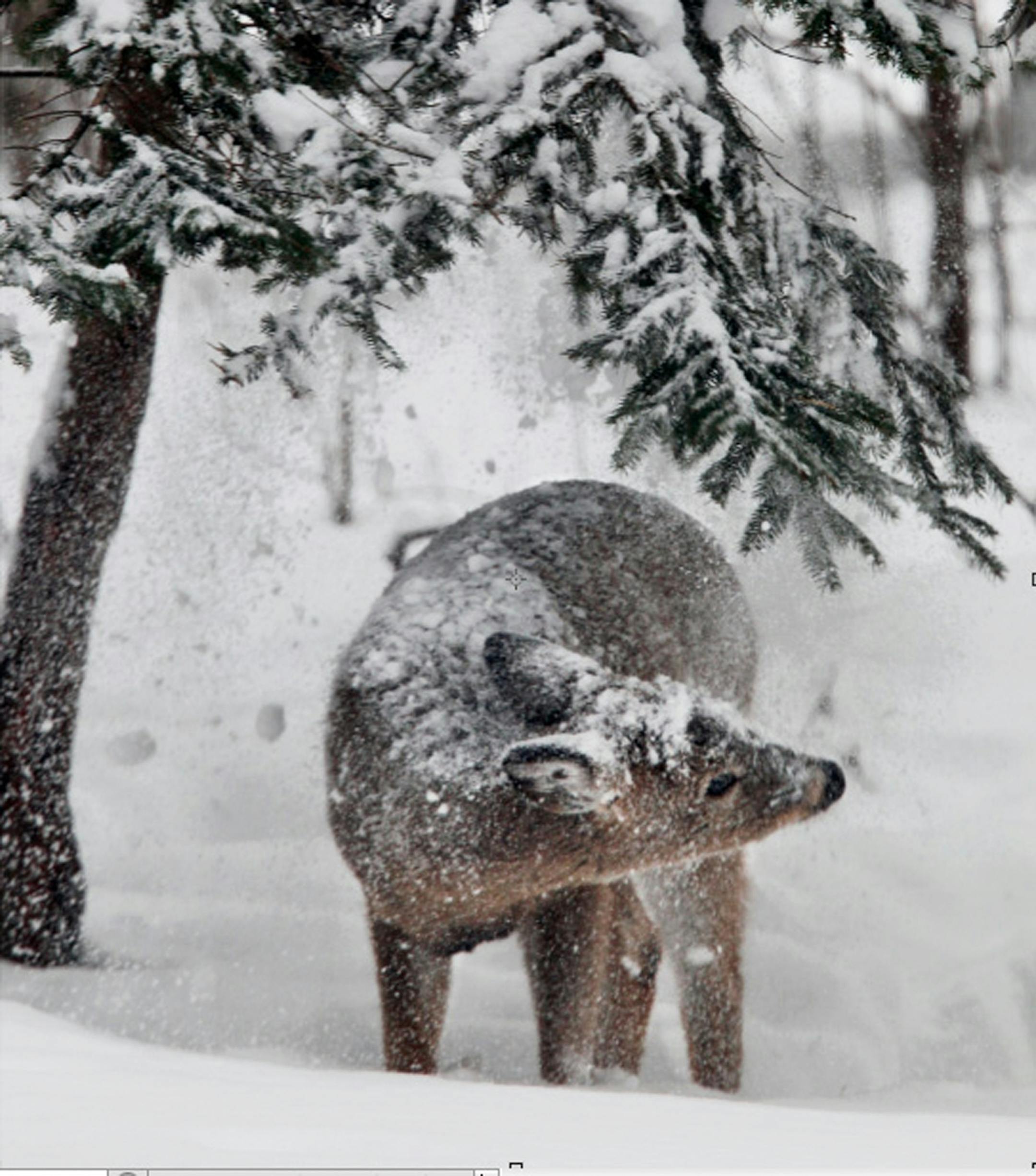 This deer grabbed a mouth full of twigs, endured a snow shower in the process then bedded down in a northern Ramsey County woods. Fort Snelling State Park DO NOT USE SEE PHOTO DESK IF QUESTIONS ORG XMIT: MIN2014030715074054 Fort Snelling State Park