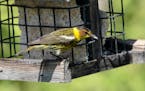 Photos by Don Severson
On a cold spring day, a male and female Cape May warblers gobble down life-sustaining suet