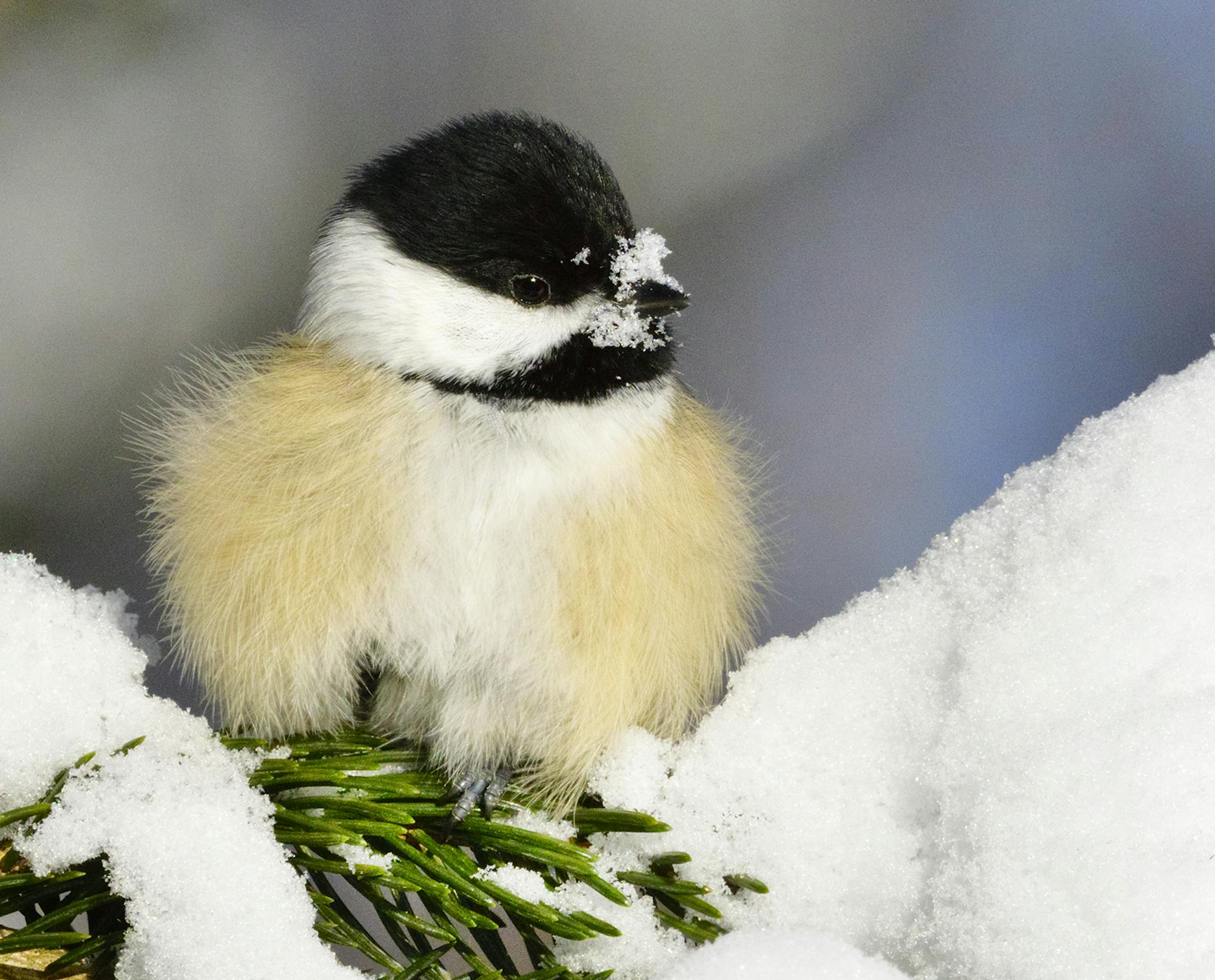 Marchel took this image of a black-capped chickadee on December 18 when the temperature was close to 30 degrees below zero. Note the bird is perched in a sunny location out of the wind, and has its feathers fluffed for added insulation. Also, it has one foot tucked up into its plumage.