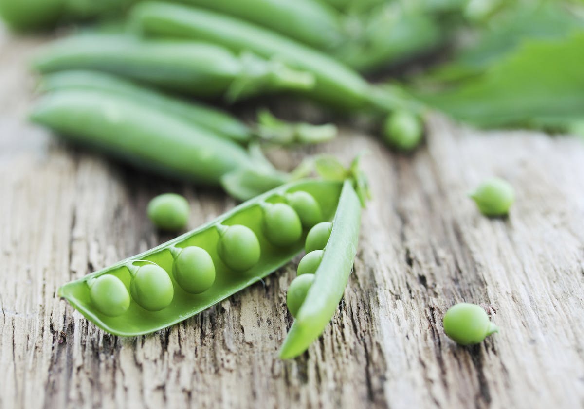 Today, a delicious pea crop can perpetually await us in our freezers.