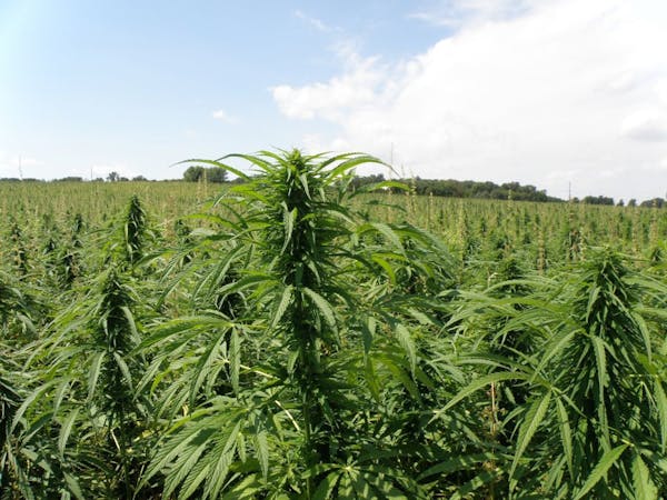 Captions: Photo Credit: Minnesota Department of Agriculture P8160199- An industrial hemp field is in bloom in August 2016 at the John Strohfus farm in