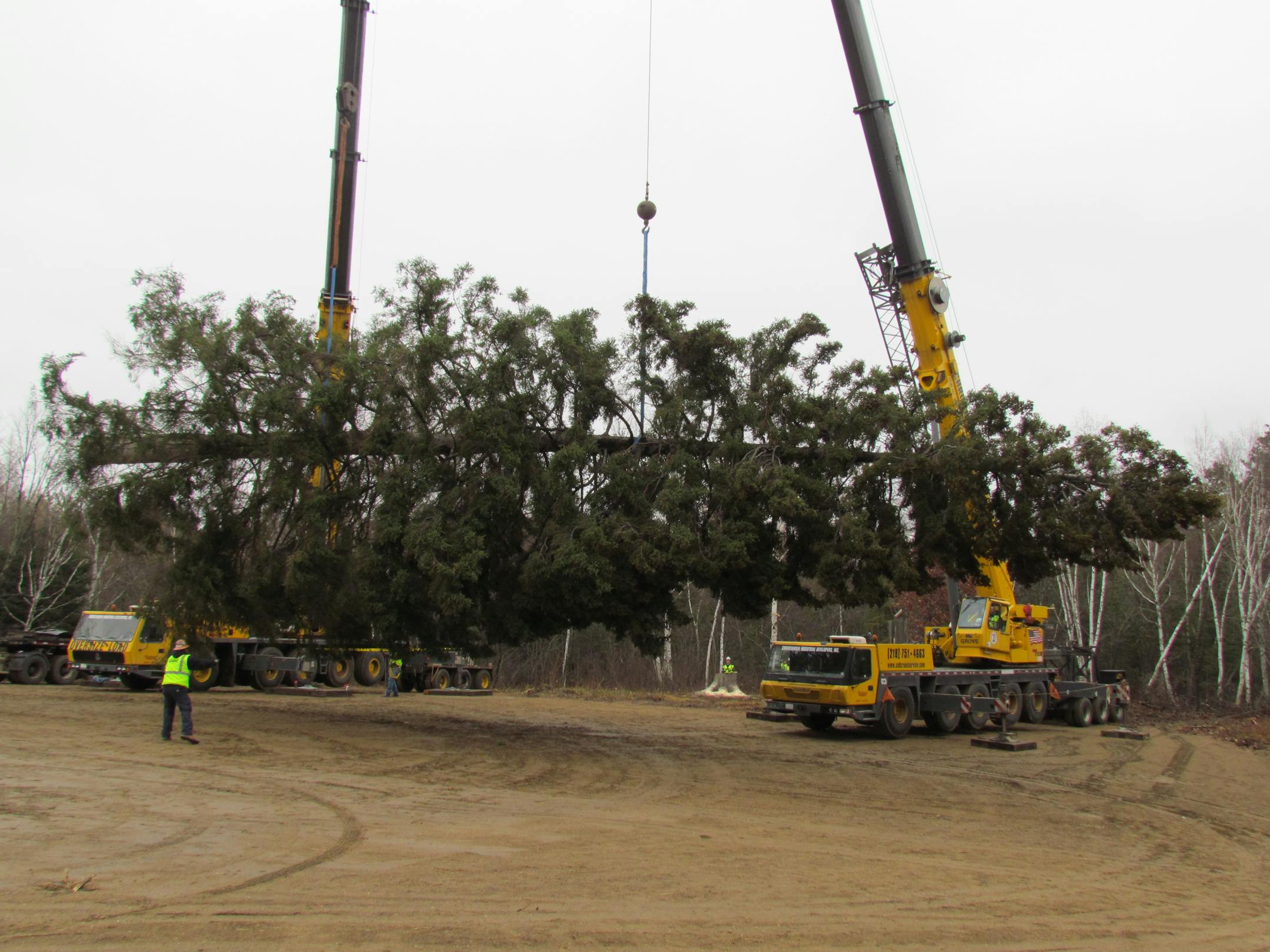Crane operators were careful in moving the tree Wednesday from the Chippewa National Forest.