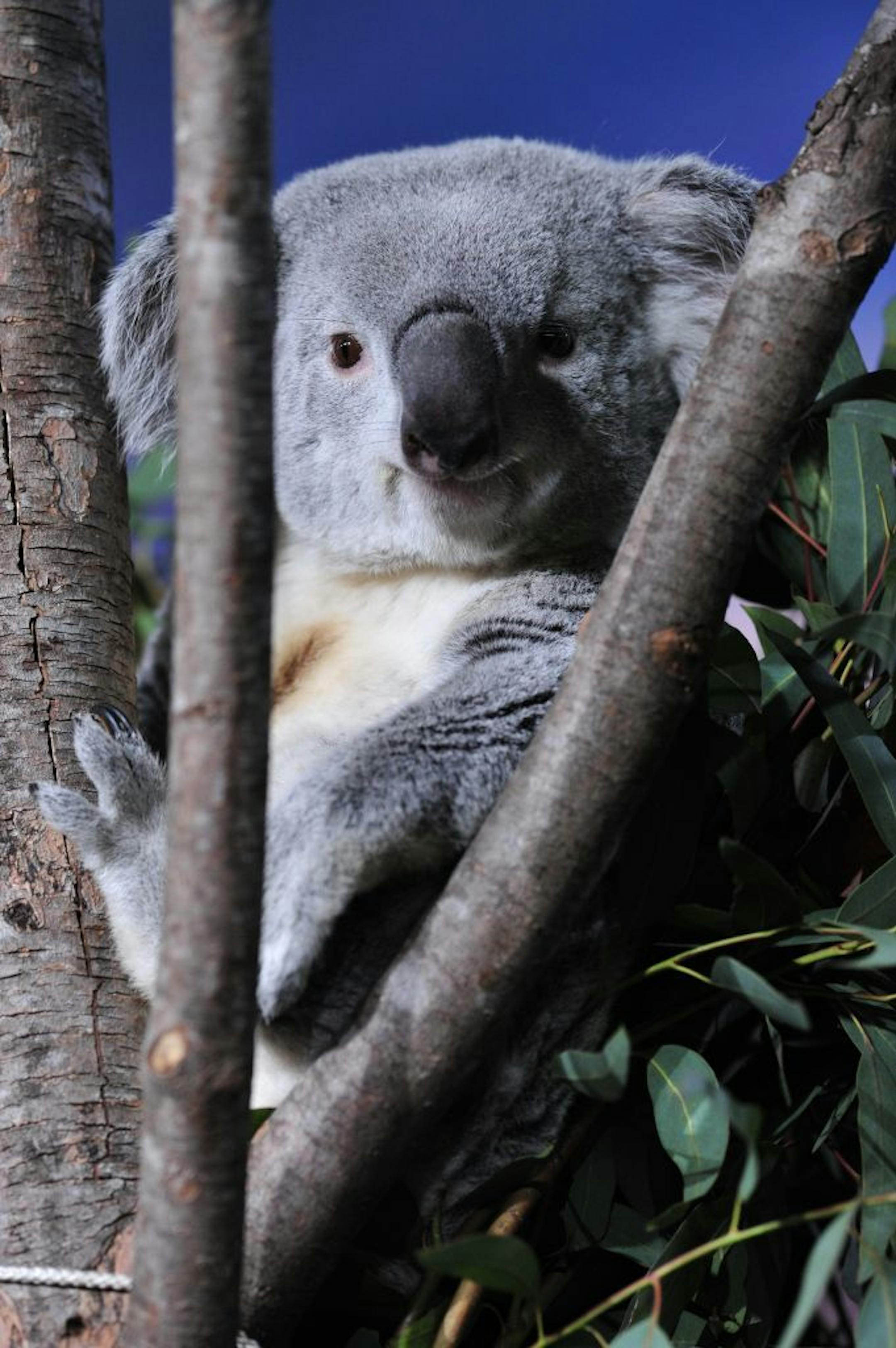 Koalas are learning to adapt to urban areas in "Cracking the Koala Code" on PBS.