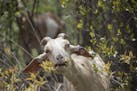 Thirty-seven goats were released along the bluff edge at Indian Mounds Regional Park where they ate unwanted vegetation on May 2, 2017 in St. Paul, Mi