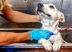 Happy dog getting a bath in a tub by a groomer at a salon