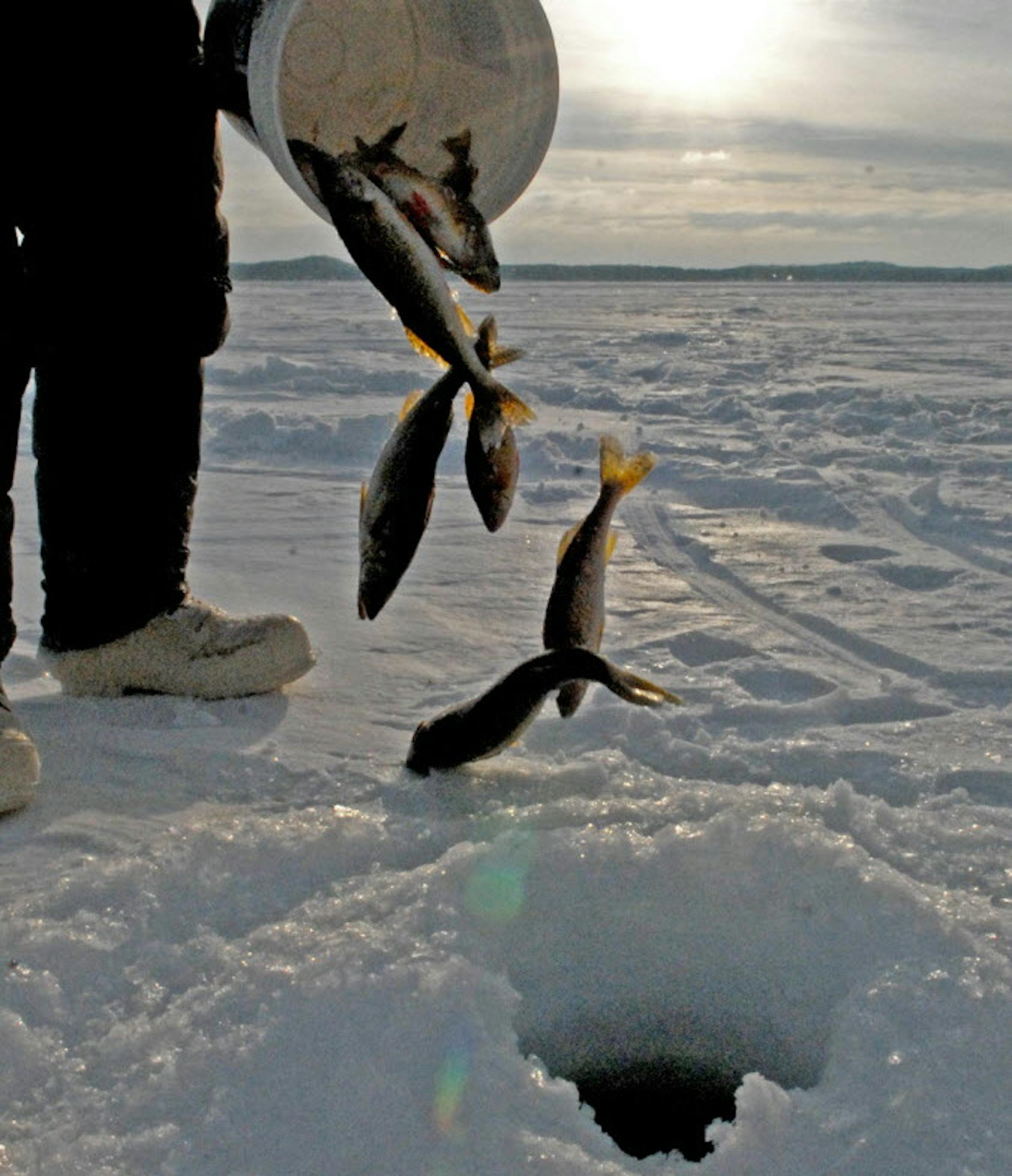 Walleyes and perch are emptied on the ice in Mille Lacs, Minnesota, on January 20, 2010. (Dennis Anderson/Minneapolis Star Tribune/MCT)