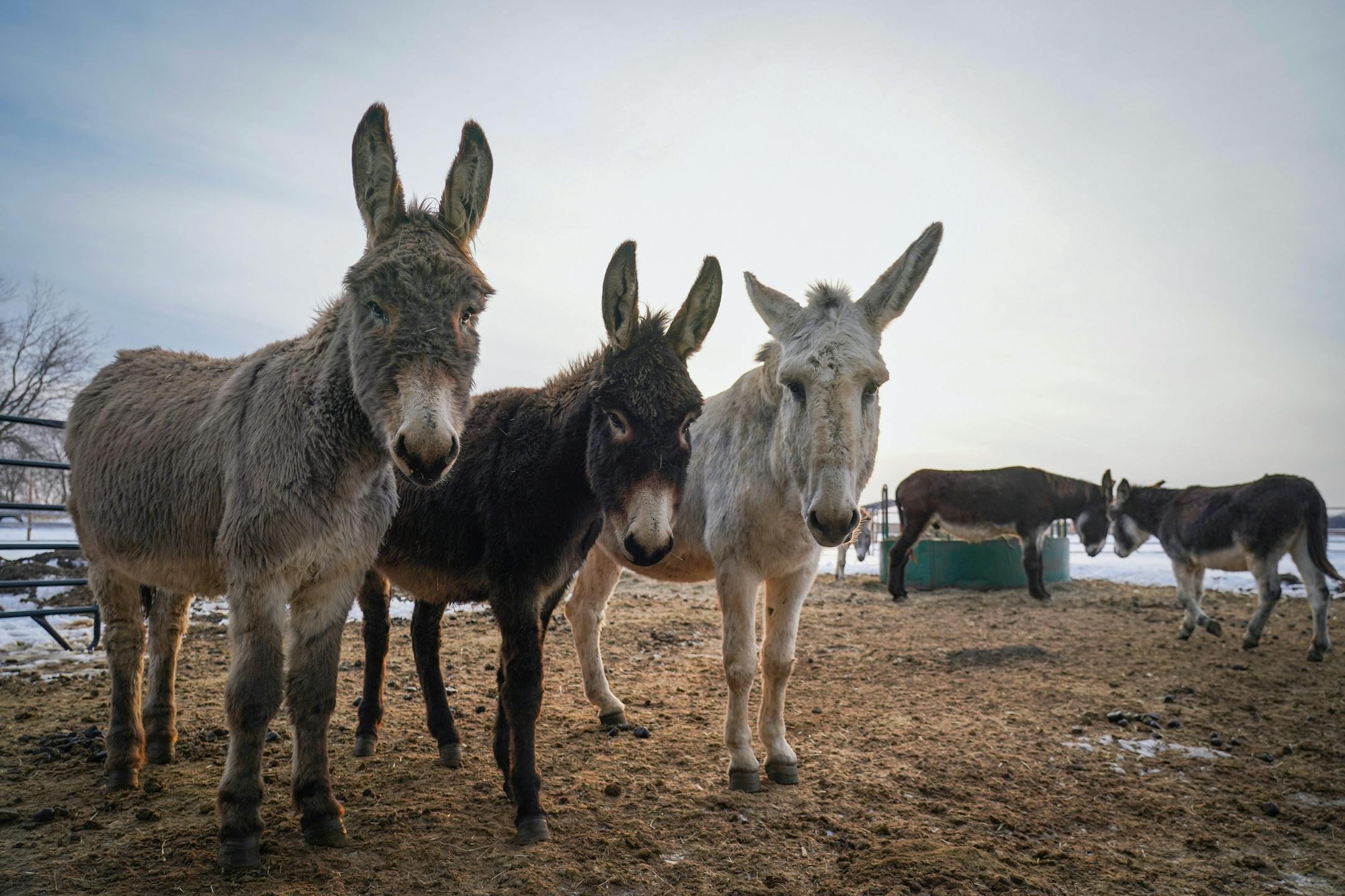 Best friends, from left, Quigly, Tibs and Goose express their curiosity and caution to the photographer who has entered the boys-only donkey pen at Save the Brays Donkey Rescue.