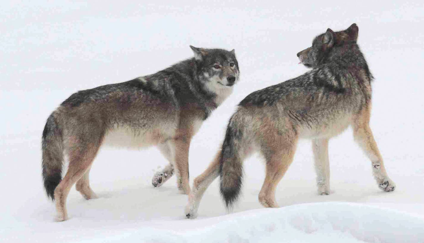 A wolf pair at the west end of Isle Royale, pictured in 2012.