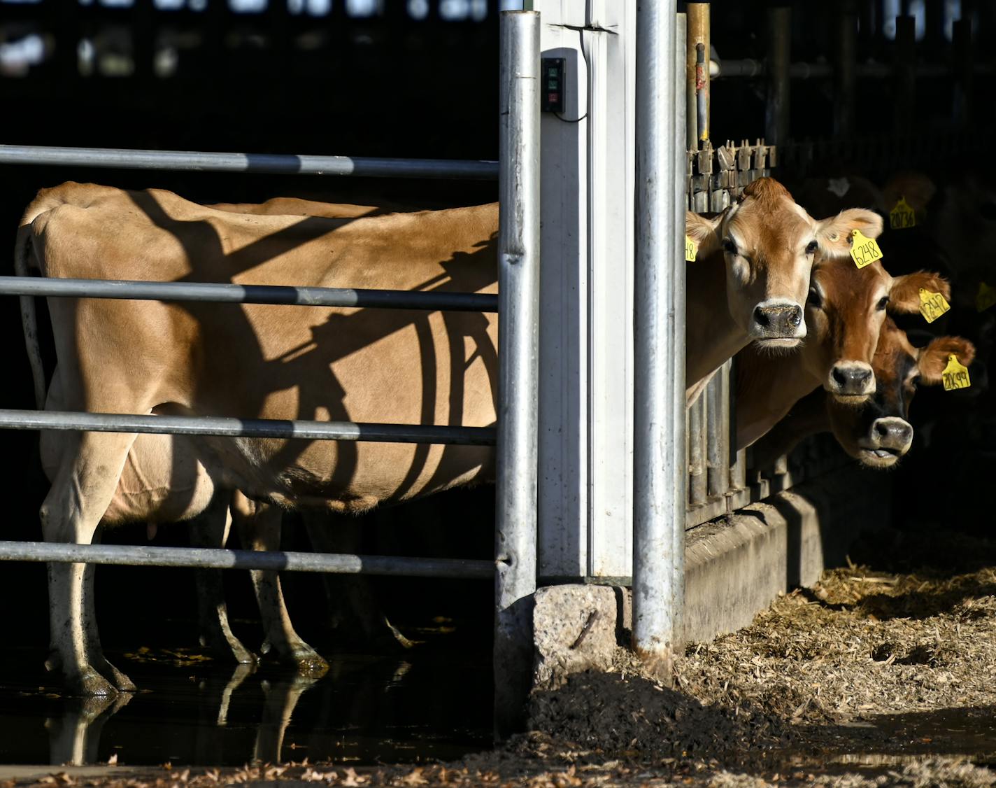 Cattle at the Wysocki Dairy CAFO (concentrated animal feeding operation) in Armenia, Wisc. in late October. ] Aaron Lavinsky &#x2022; aaron.lavinsky@startribune.com Photos to accompany Josephine's story on water use in the Central Sands area of Wisc., photographed Wednesday, Oct. 31, 2018.