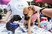 These pups were up for adoption as part of Linden Hills Woofstock 2022. Woofstock 2023 is Saturday.