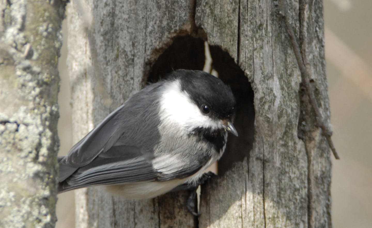 Black-capped chickadees take shelter in tree cavities. credit: Jim Williams