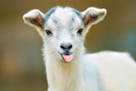 Several goat kids died unexpectedly at a Stevens County farm earlier this month, and one tested positive for avian influenza. It's the first time bird