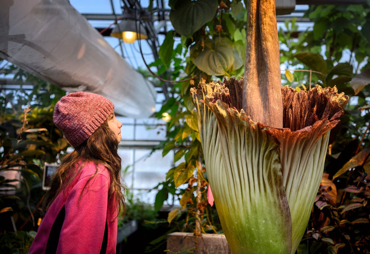 Rose McNary, 8, leaned in to smell the corpse flower. Afterward she said "it smelled like dead fish but not as bad as a three day old porkchop, I thought it would be worse." ] GLEN STUBBE * gstubbe@startribune.com Monday, February 8, 2016 The University of Minnesota's corpse flower bloomed overnight and a few thousand visitors lined up for the privilege of smelling its pungent smell that some compared to rotting fish.