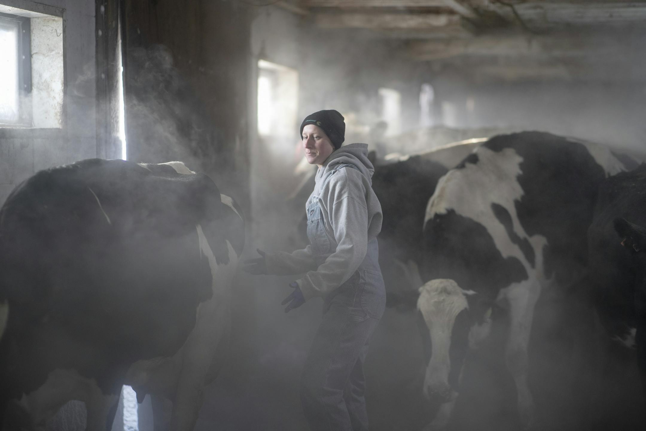The outside temperature was -28 as Emily Pieper lead cows to the milking parlor at Metogga Lake Dairy early Wednesday morning January 30, 2019 in New Prague, MN. The Pieper family dairy farm has been around since 1973, and this morning starting a 4am the milked 412 cows, producing 4000 gallons of milk.