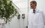 Medical cannabis firm Vireo Health appears mellow about challenges